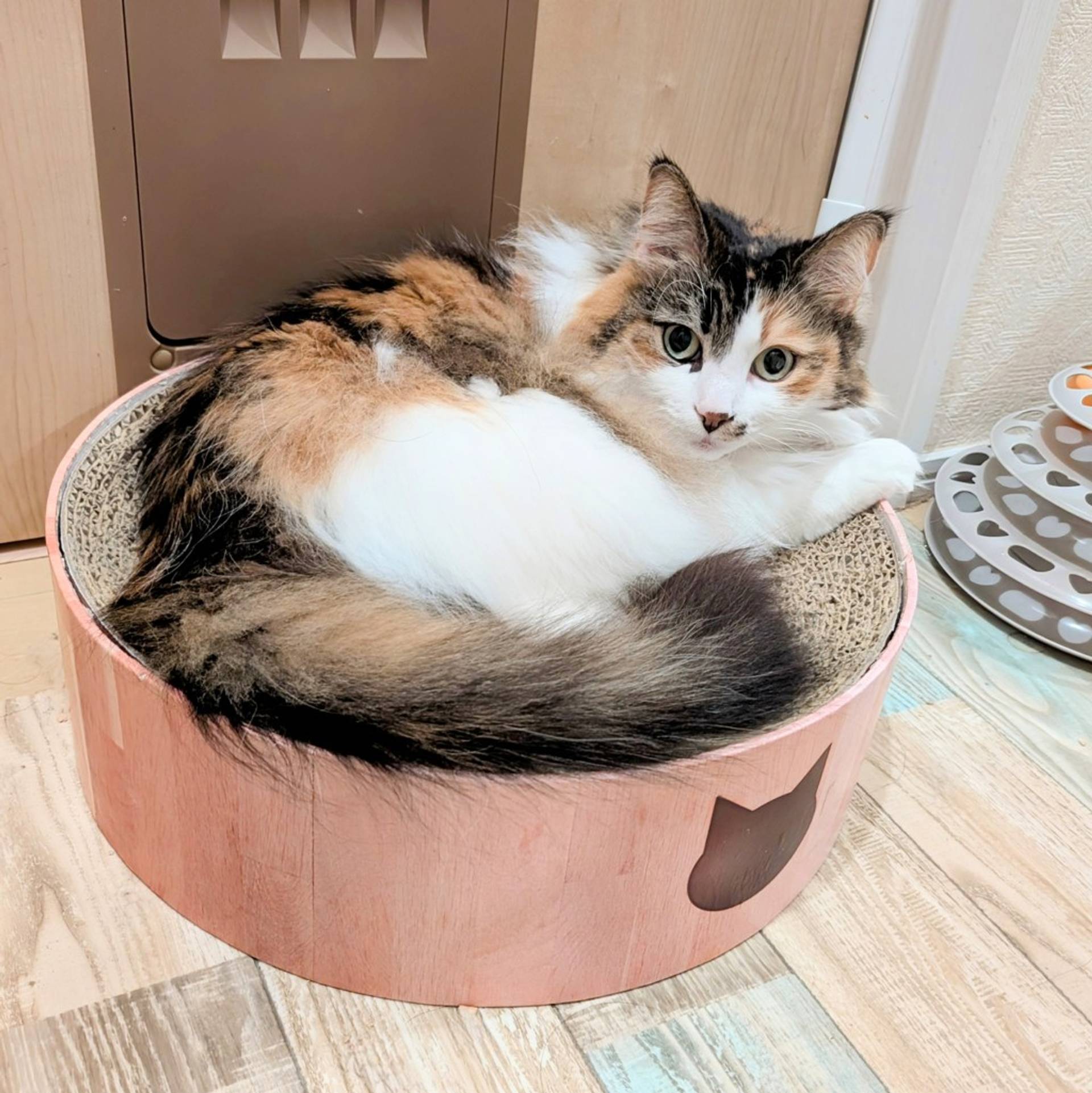 ノルウェージャンフォレストキャット・メスの里親募集の写真