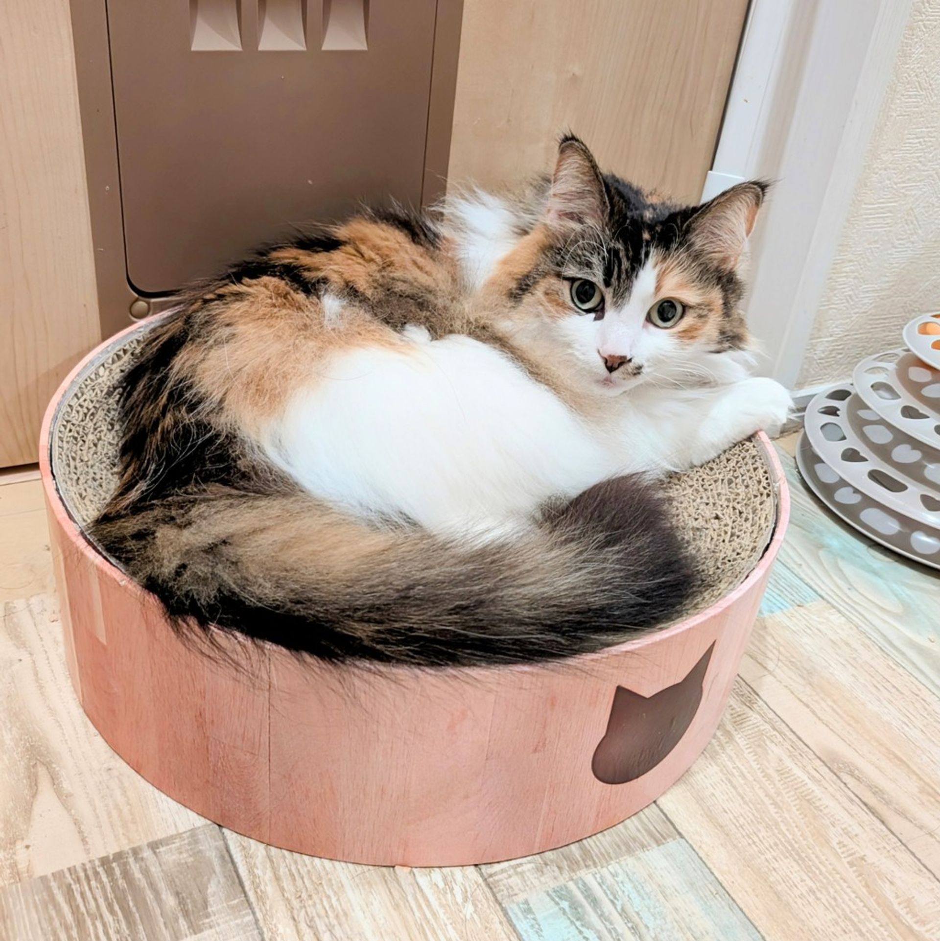 ノルウェージャンフォレストキャット・メスの里親募集の写真