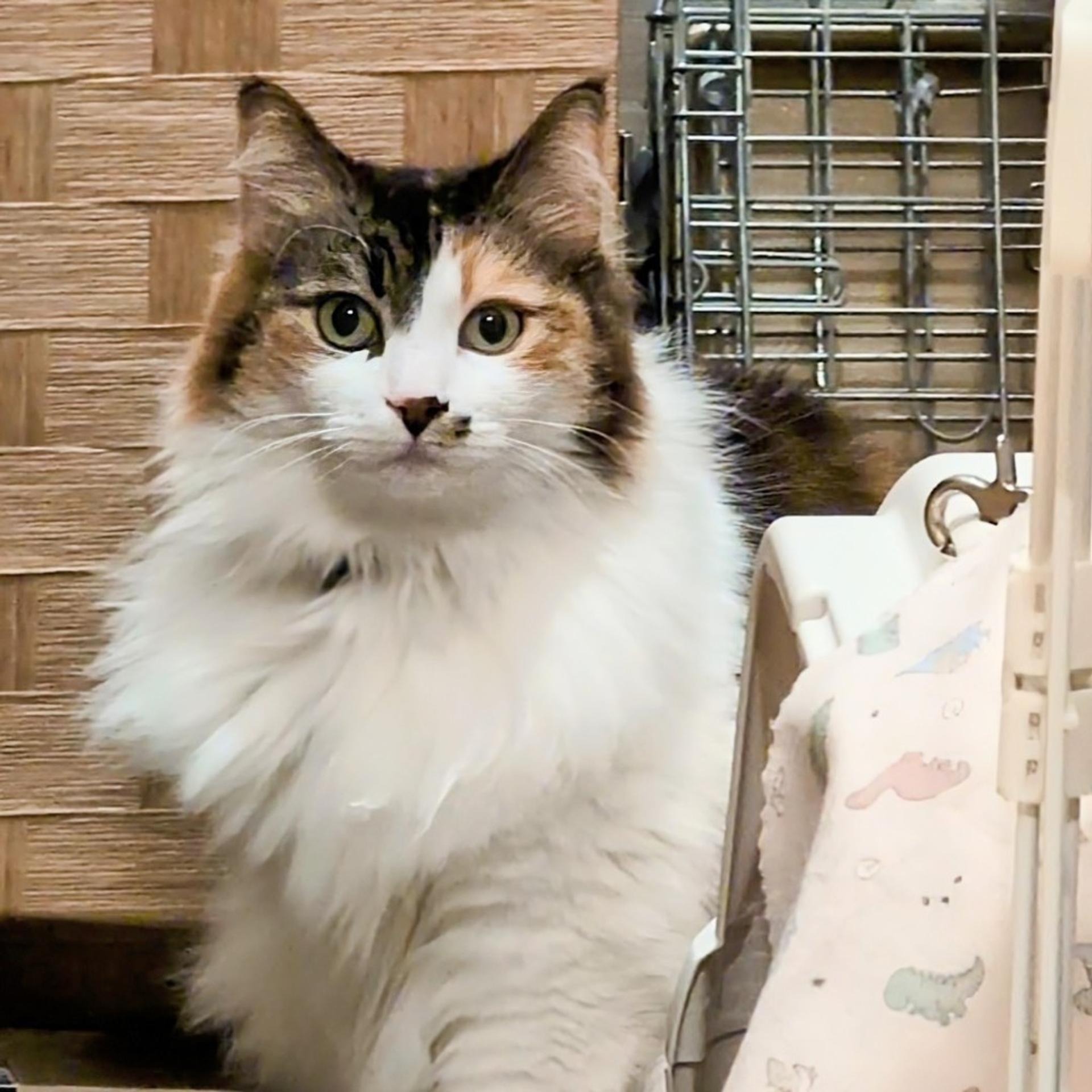 pet-image-3