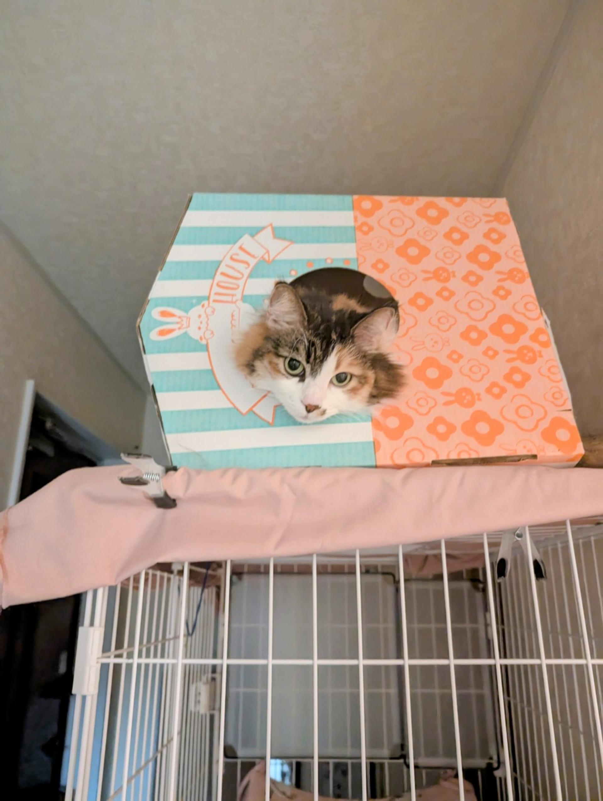 pet-image-5