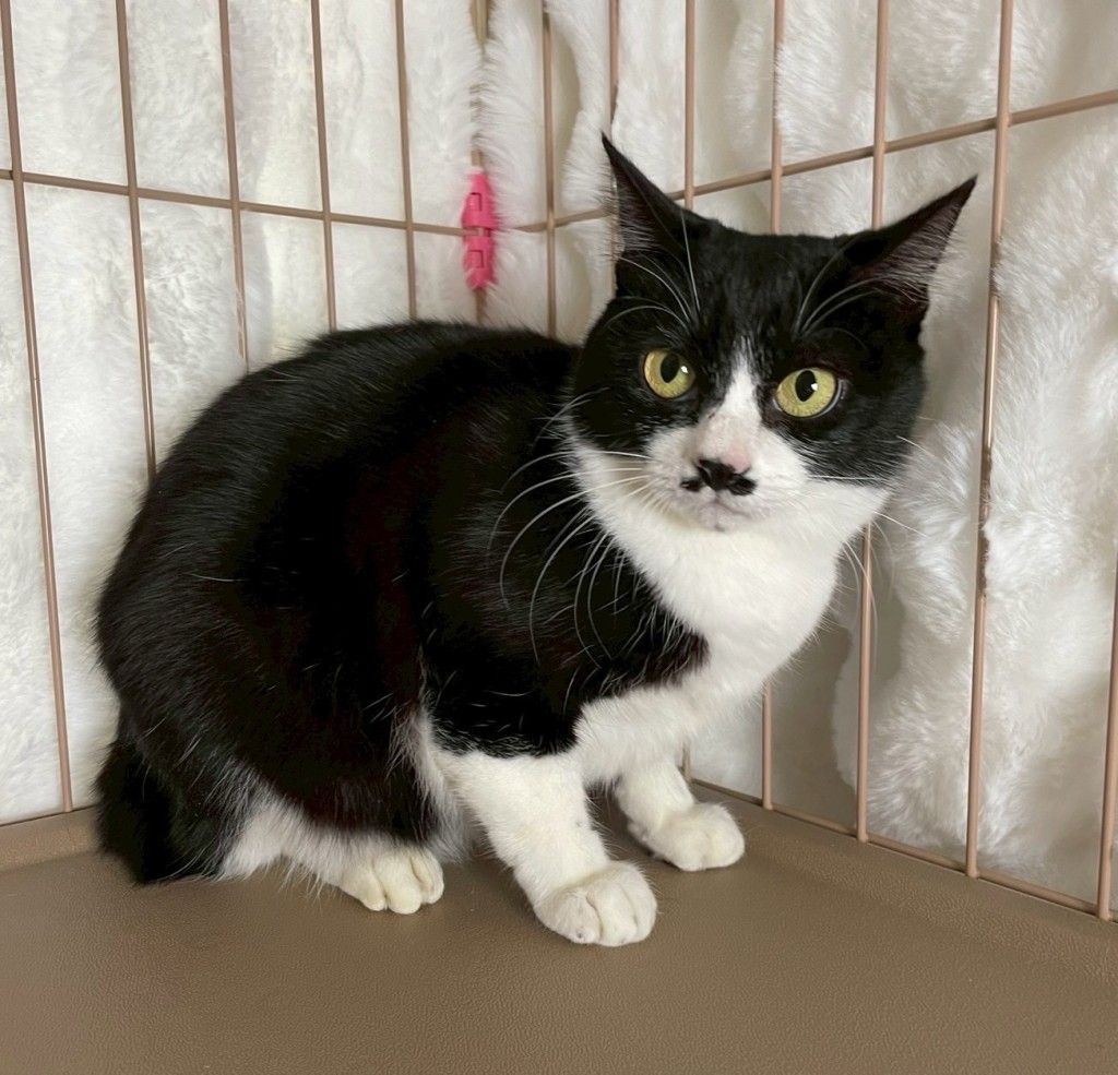 可愛い小柄の女の子ちゃん | 雑種（ミックス猫） | NPO法人 府中