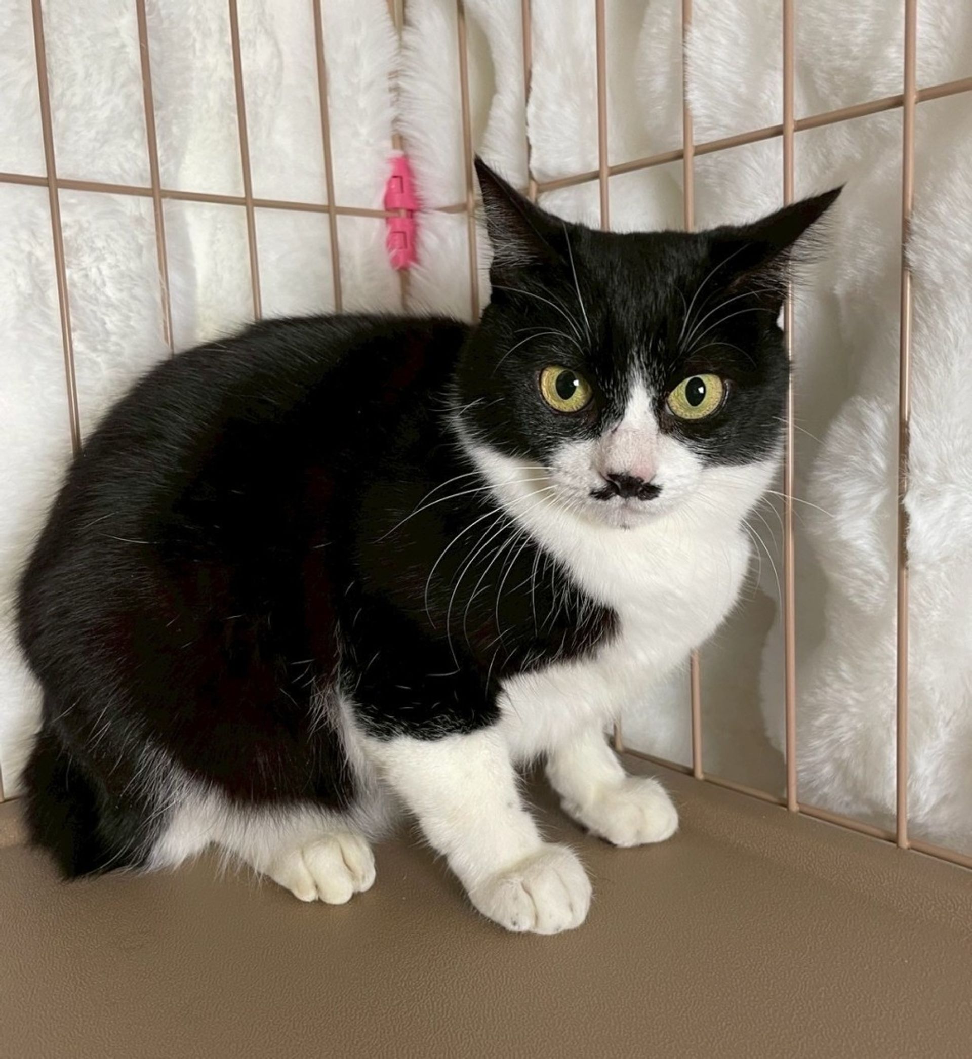 雑種（ミックス猫）・メスの里親募集の写真