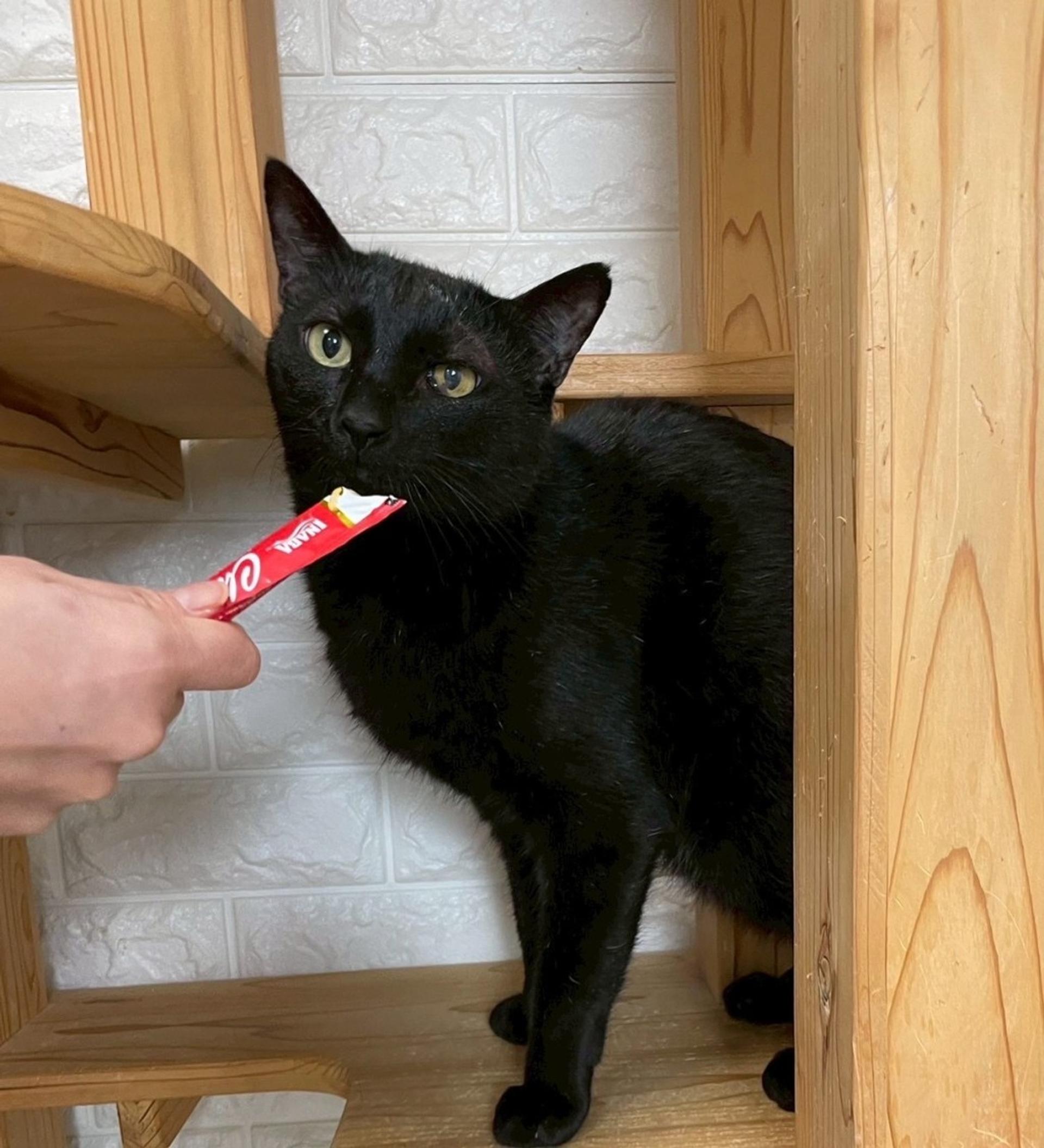 pet-image-4