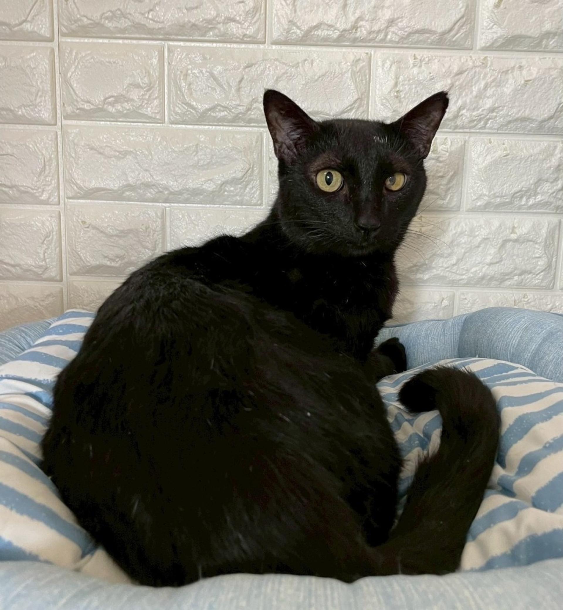 pet-image-2