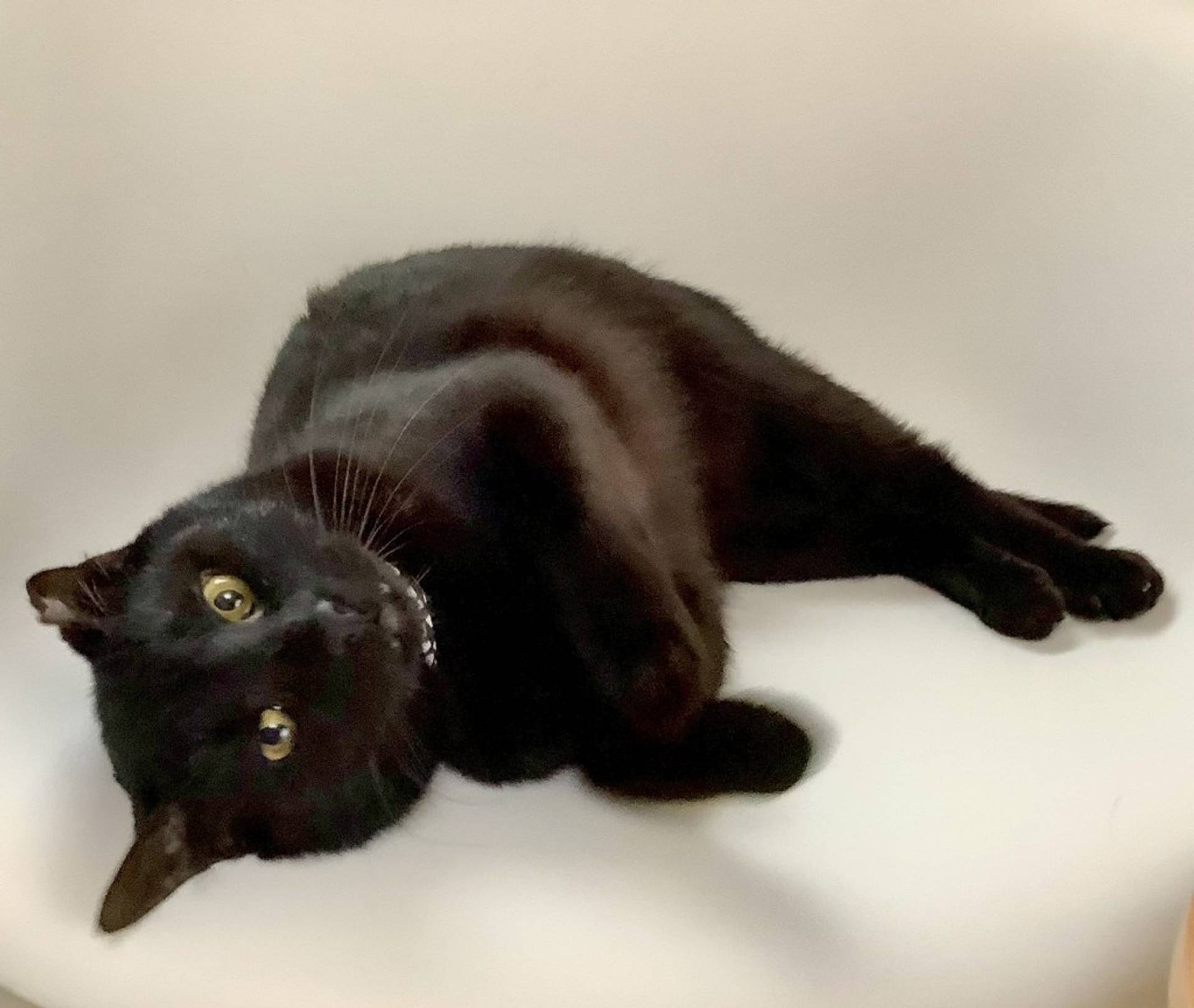 雑種（ミックス猫）・オスの里親募集の写真