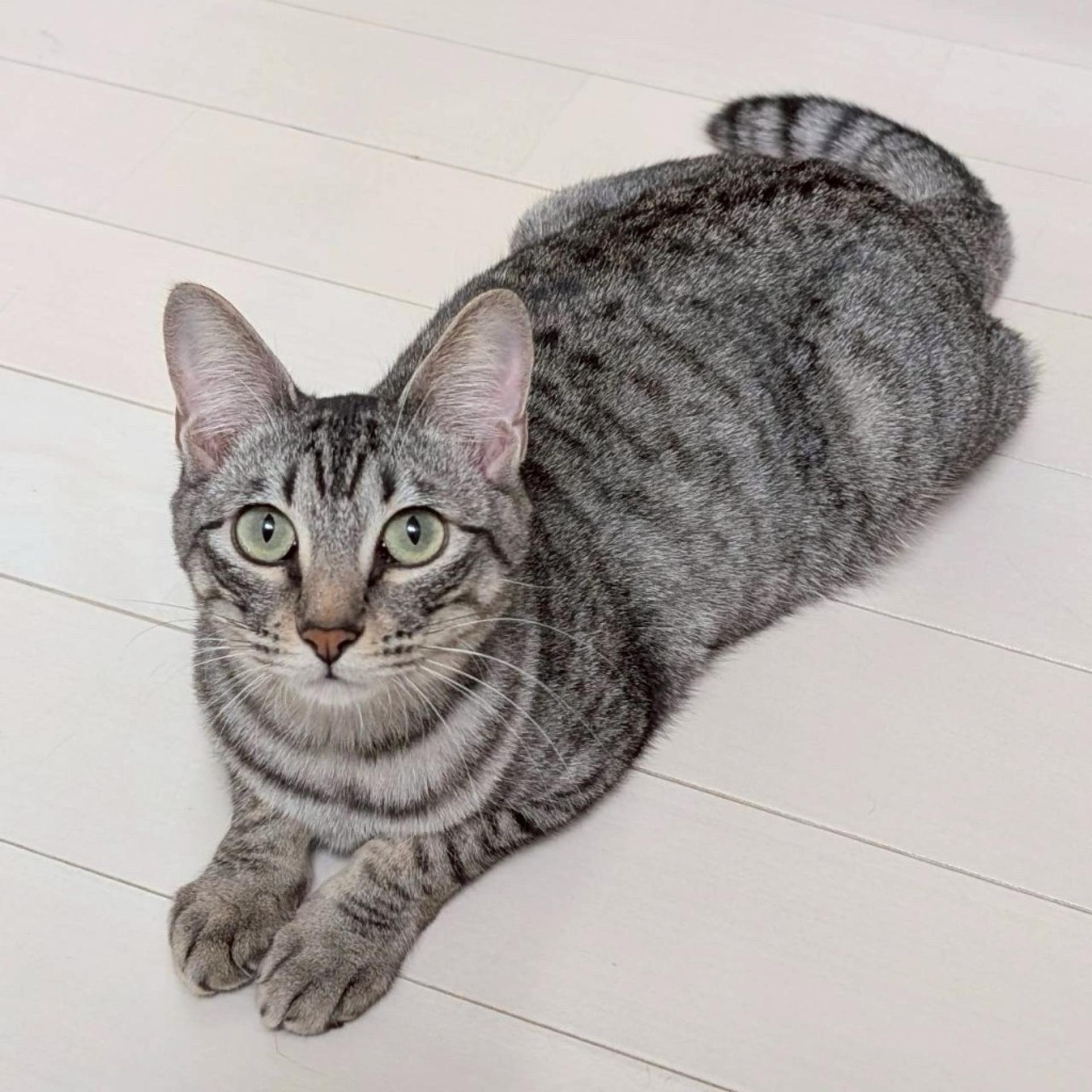 pet-image-3