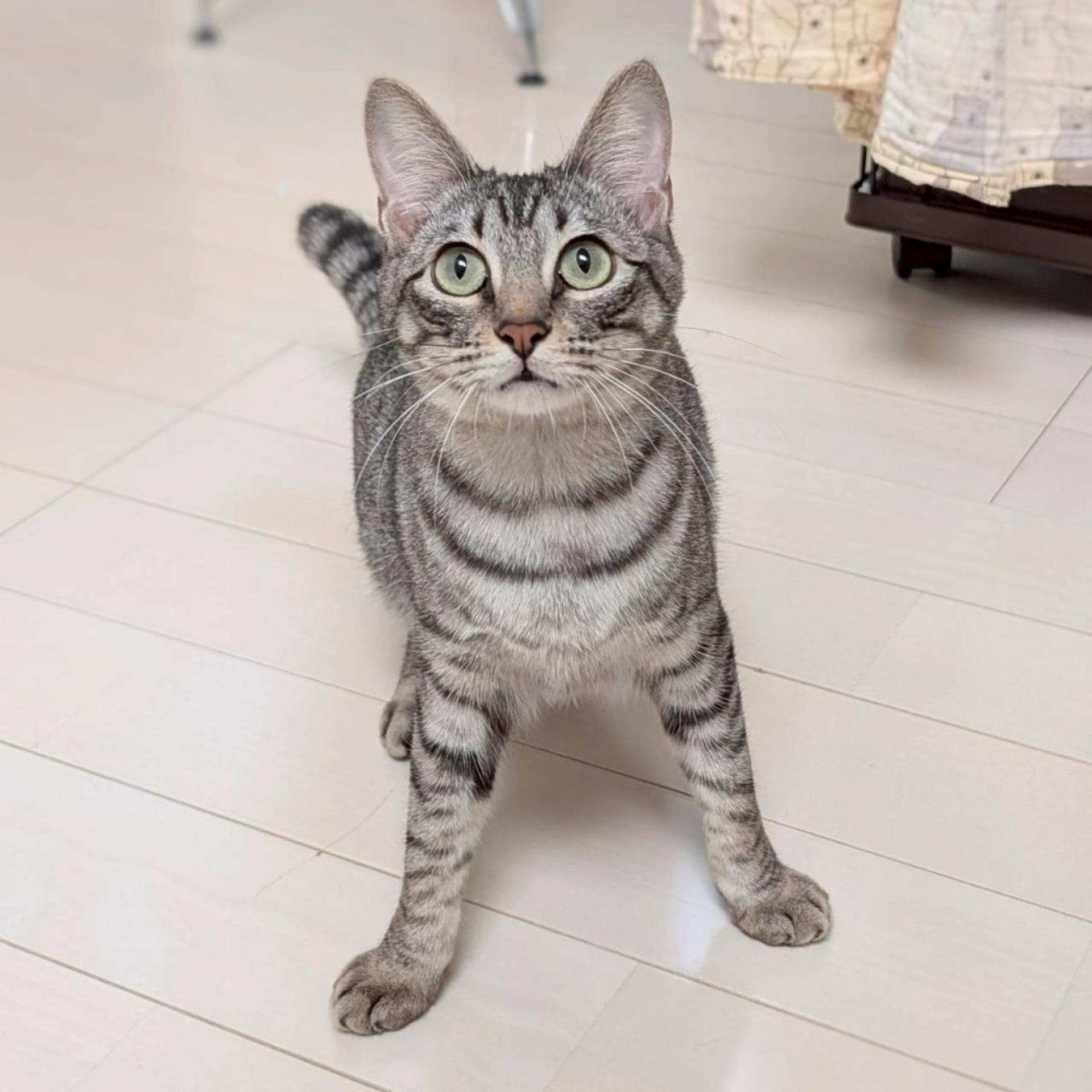 pet-image-4