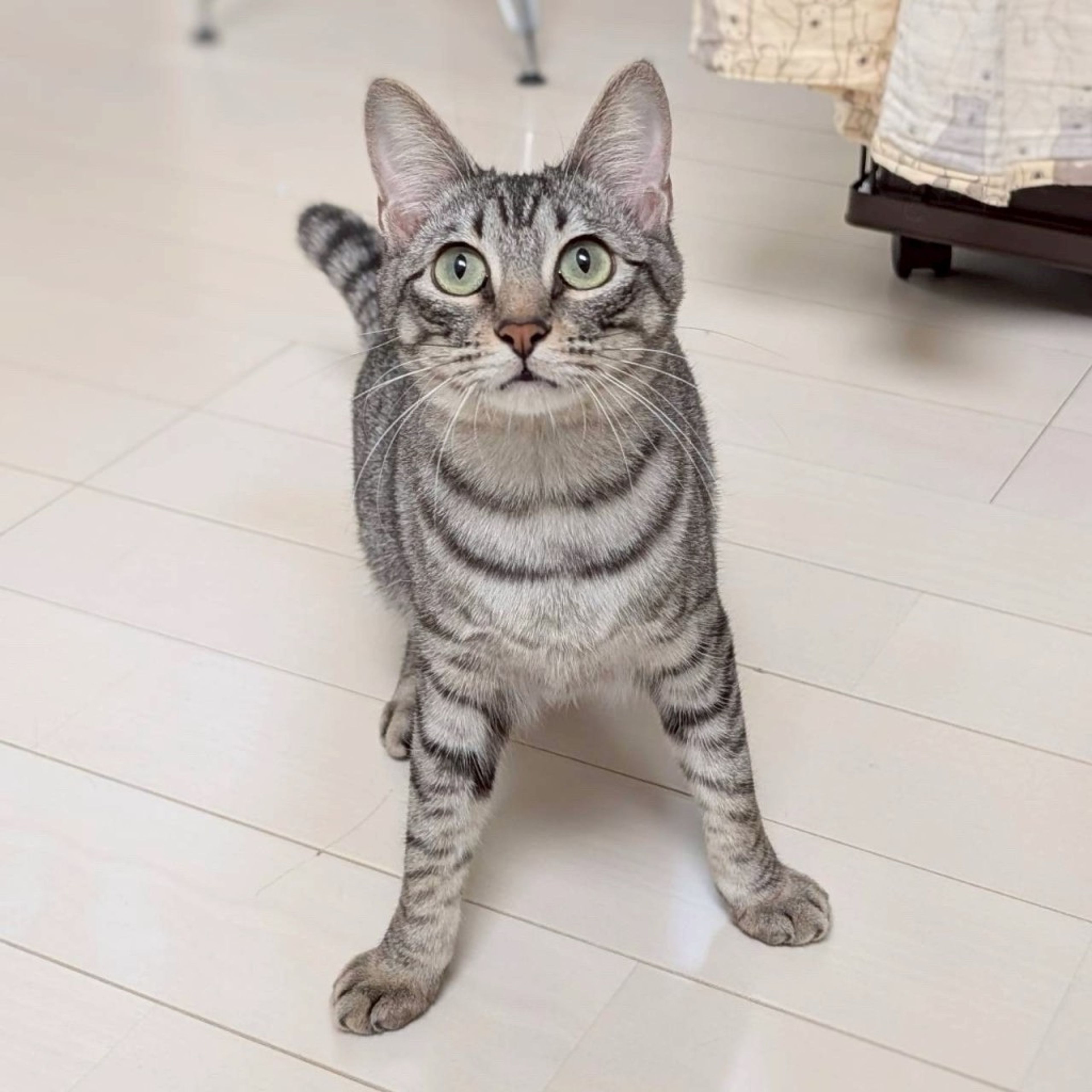 pet-image-4
