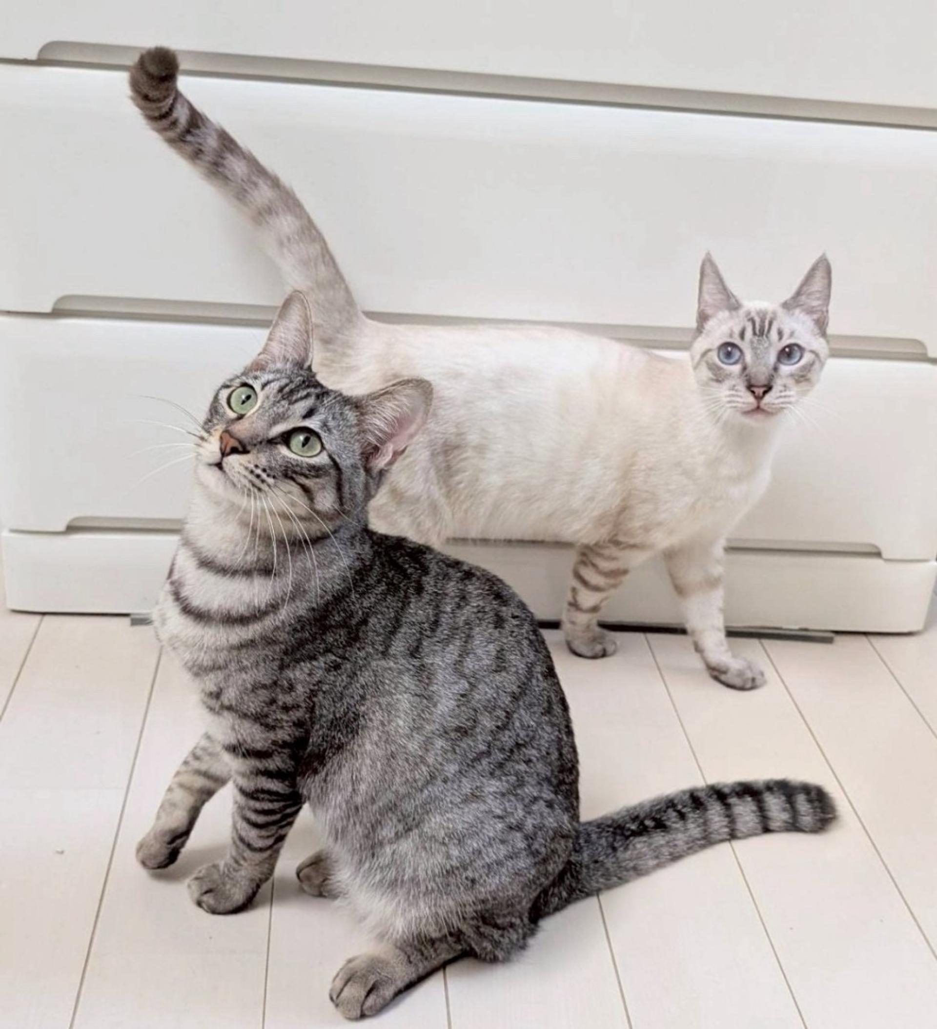 pet-image-5