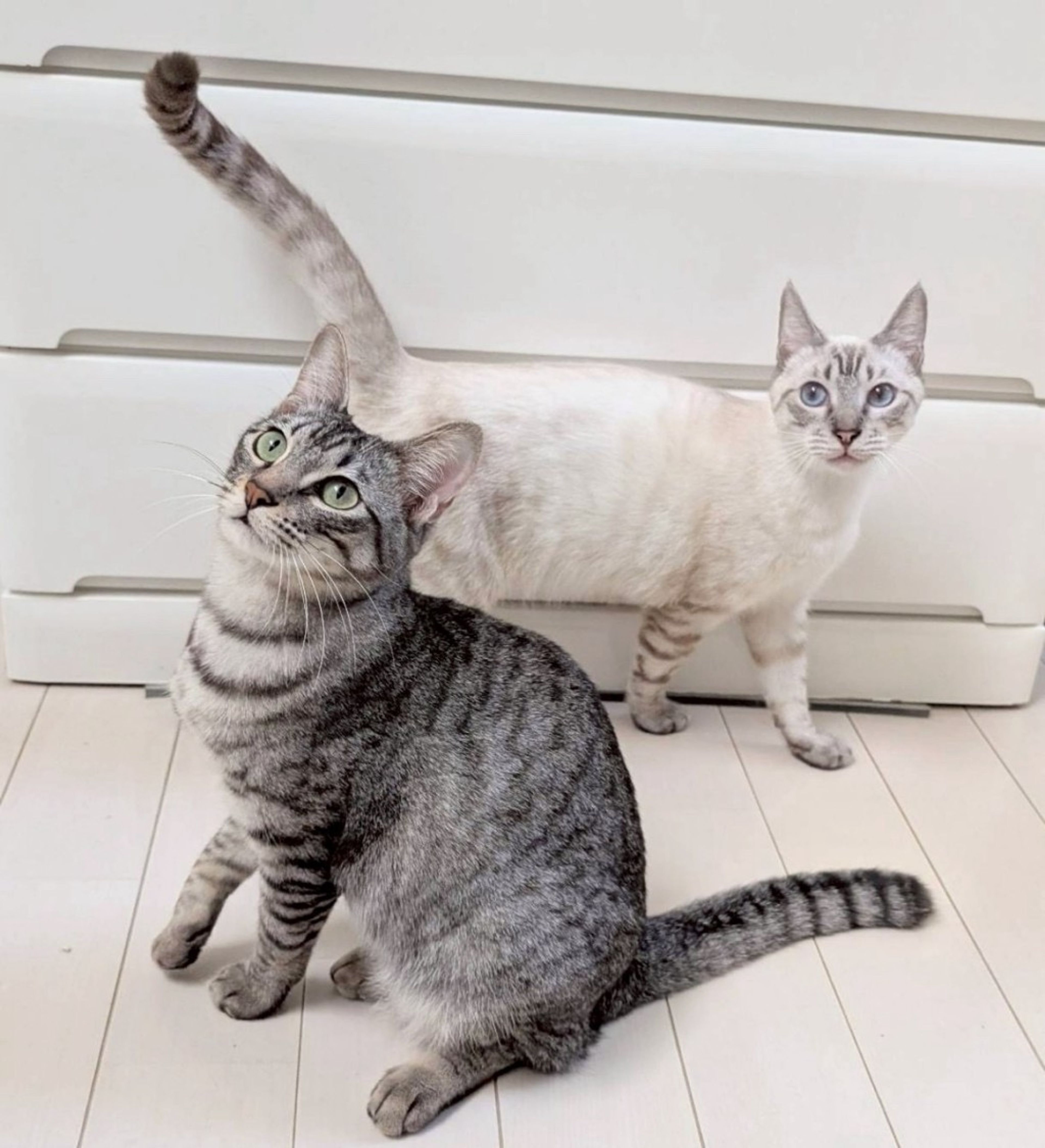 pet-image-5