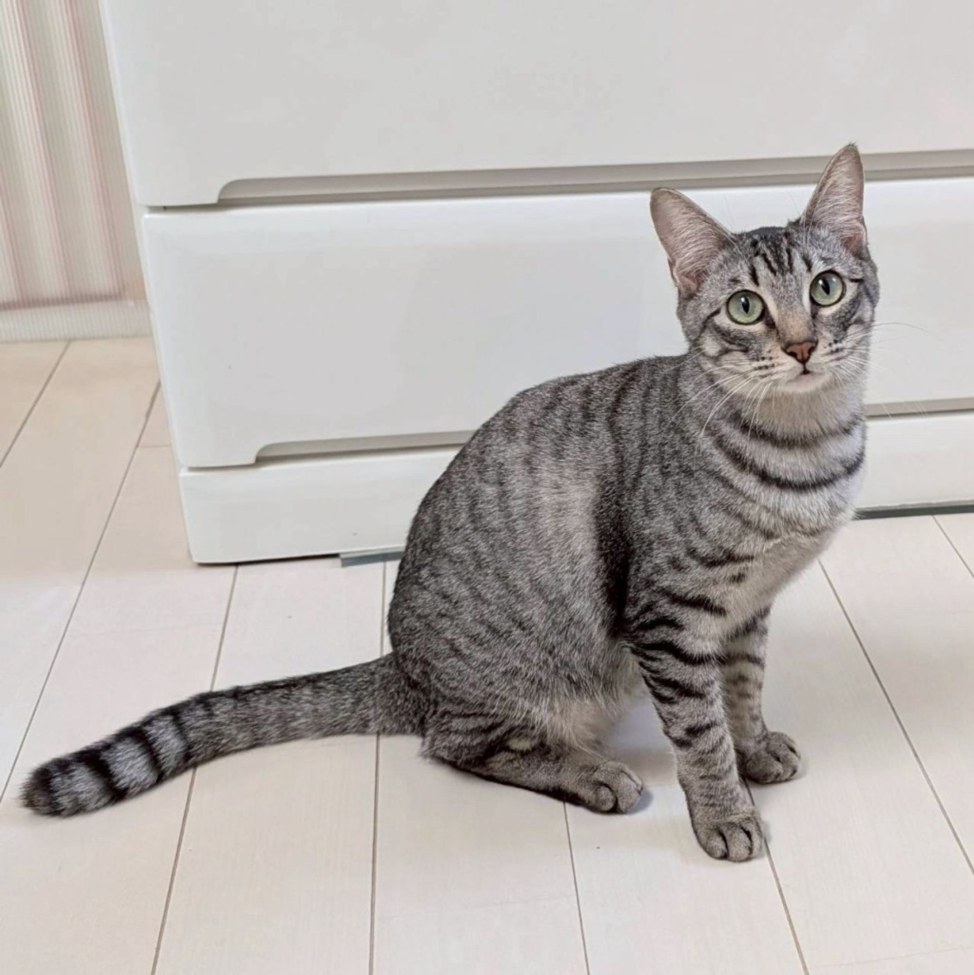 雑種（ミックス猫）・メスの里親募集の写真
