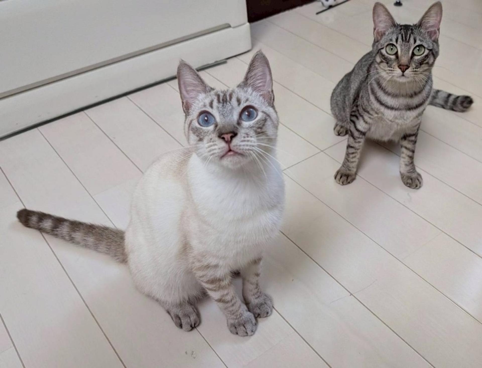pet-image-5