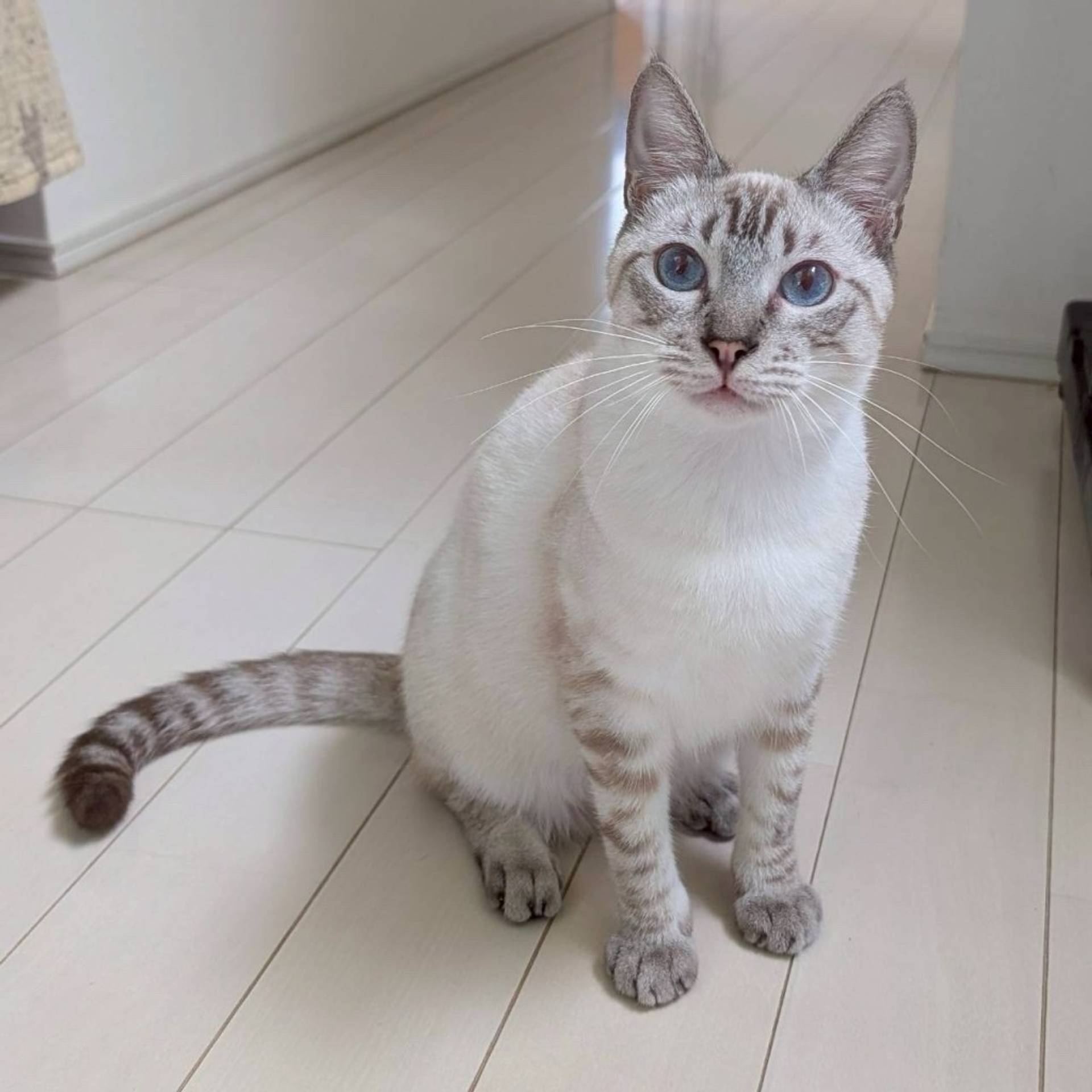 雑種（ミックス猫）・オスの里親募集の写真