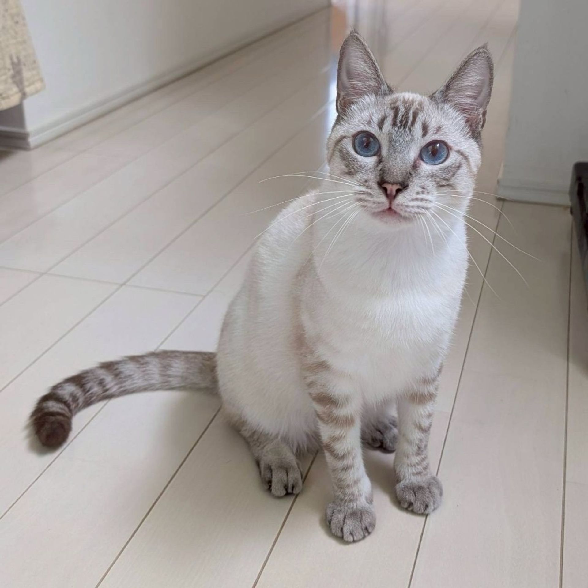 雑種（ミックス猫）・オスの里親募集の写真