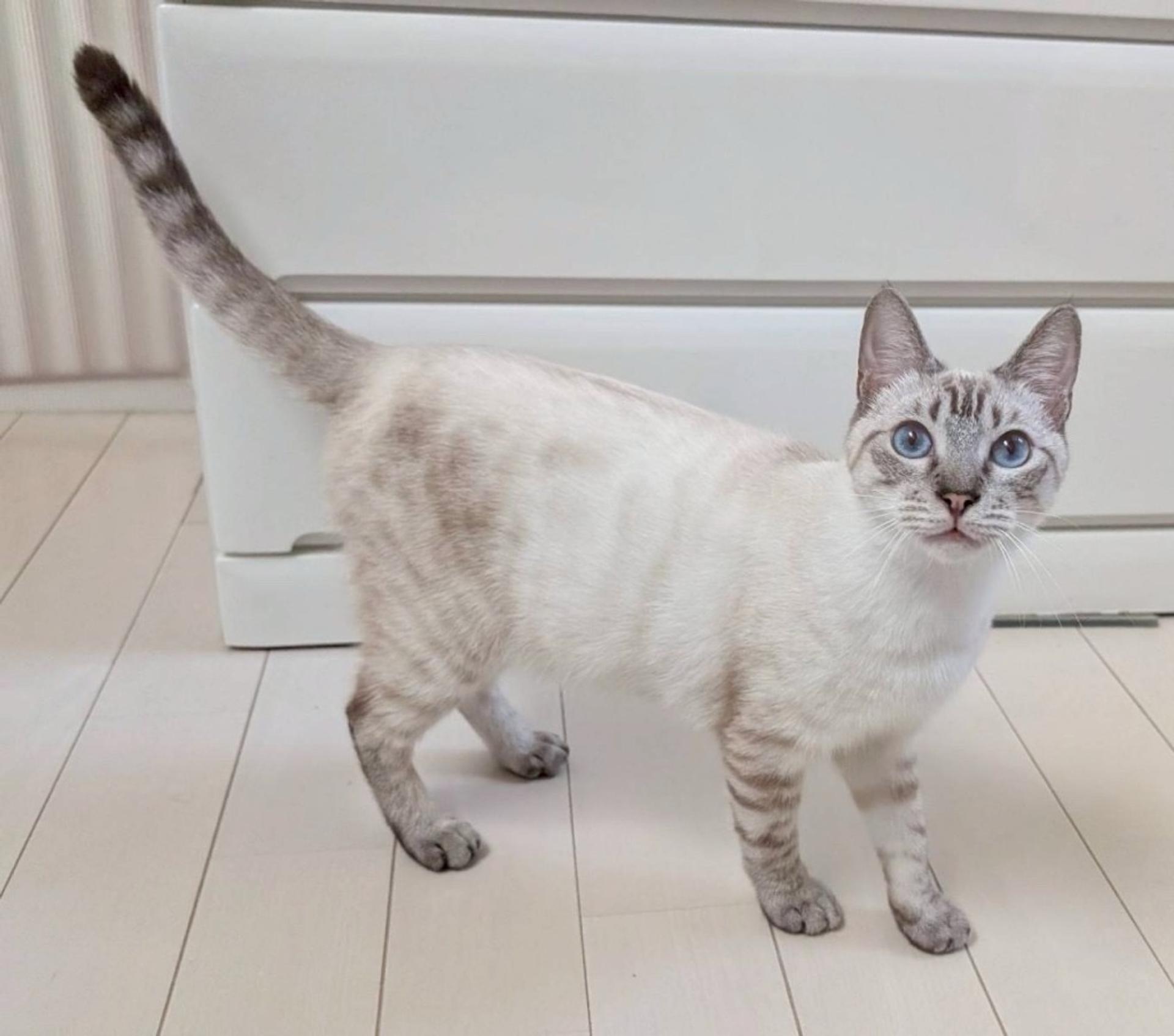 pet-image-3