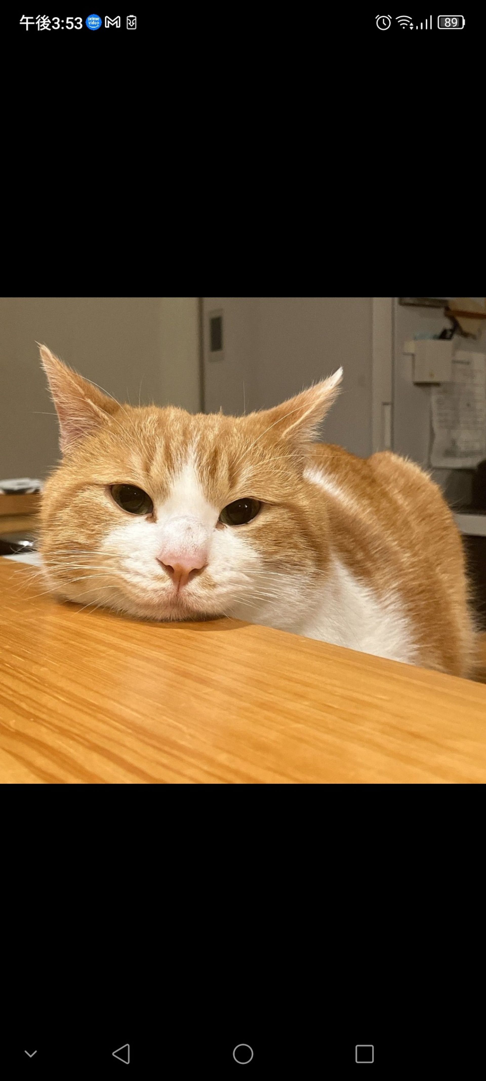 雑種（ミックス猫）・オスの里親募集の写真