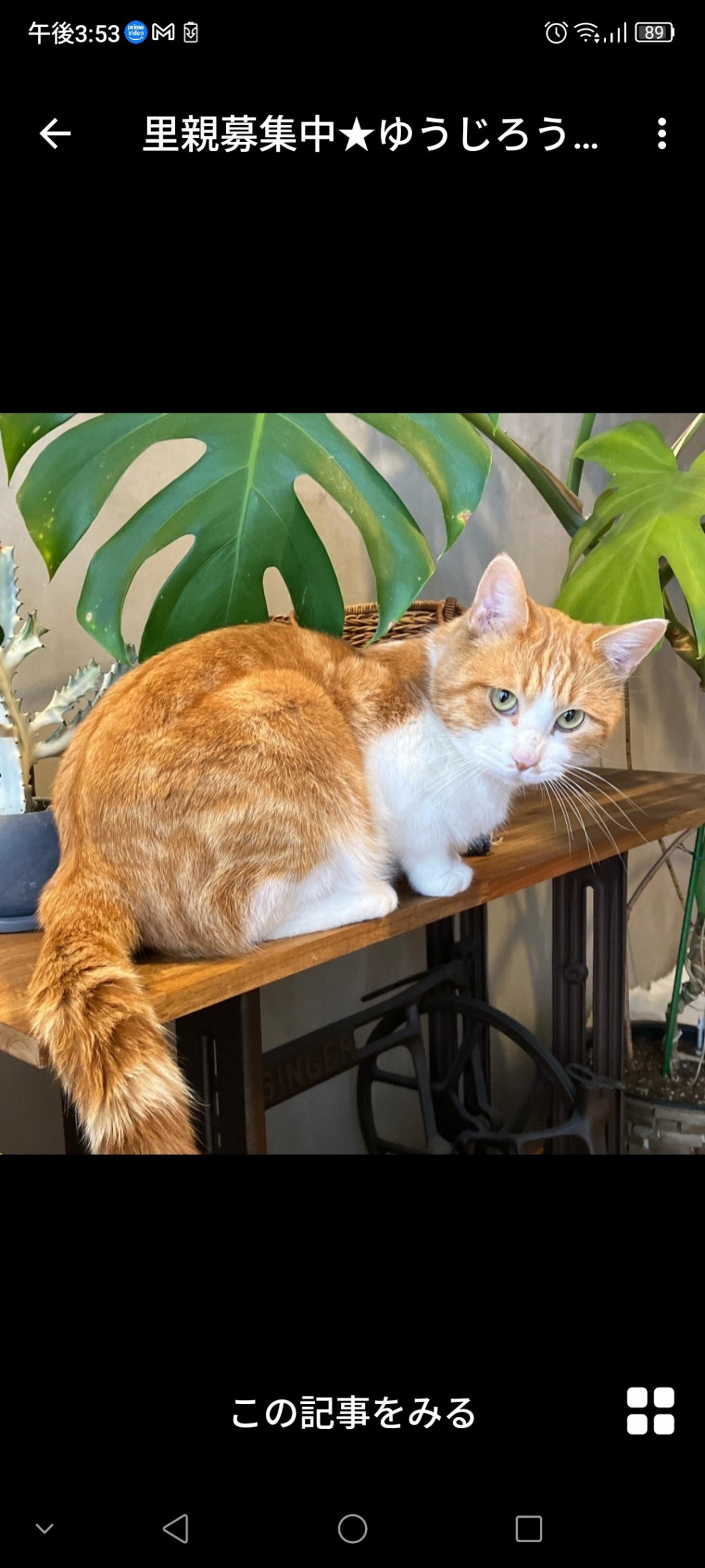 pet-image-3