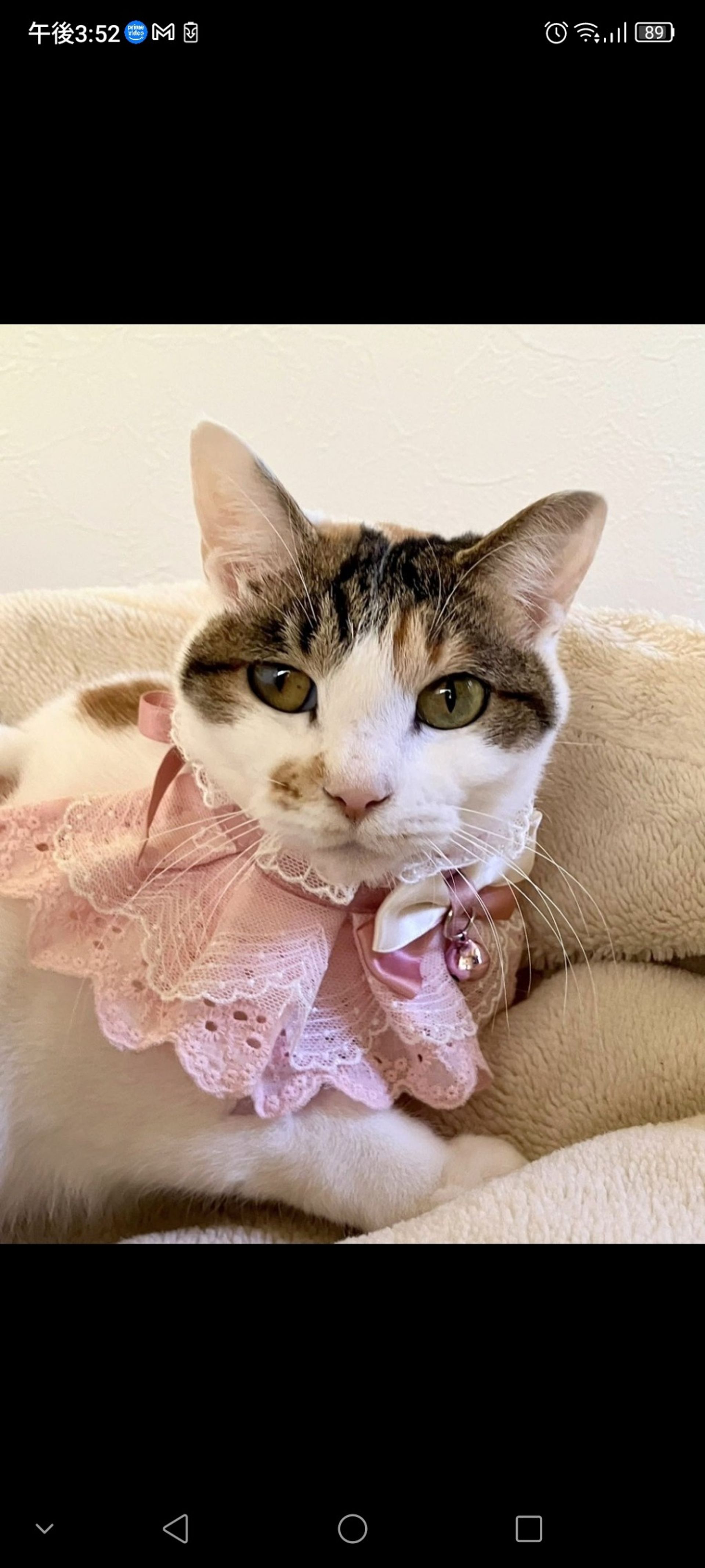 日本猫・メスの里親募集の写真