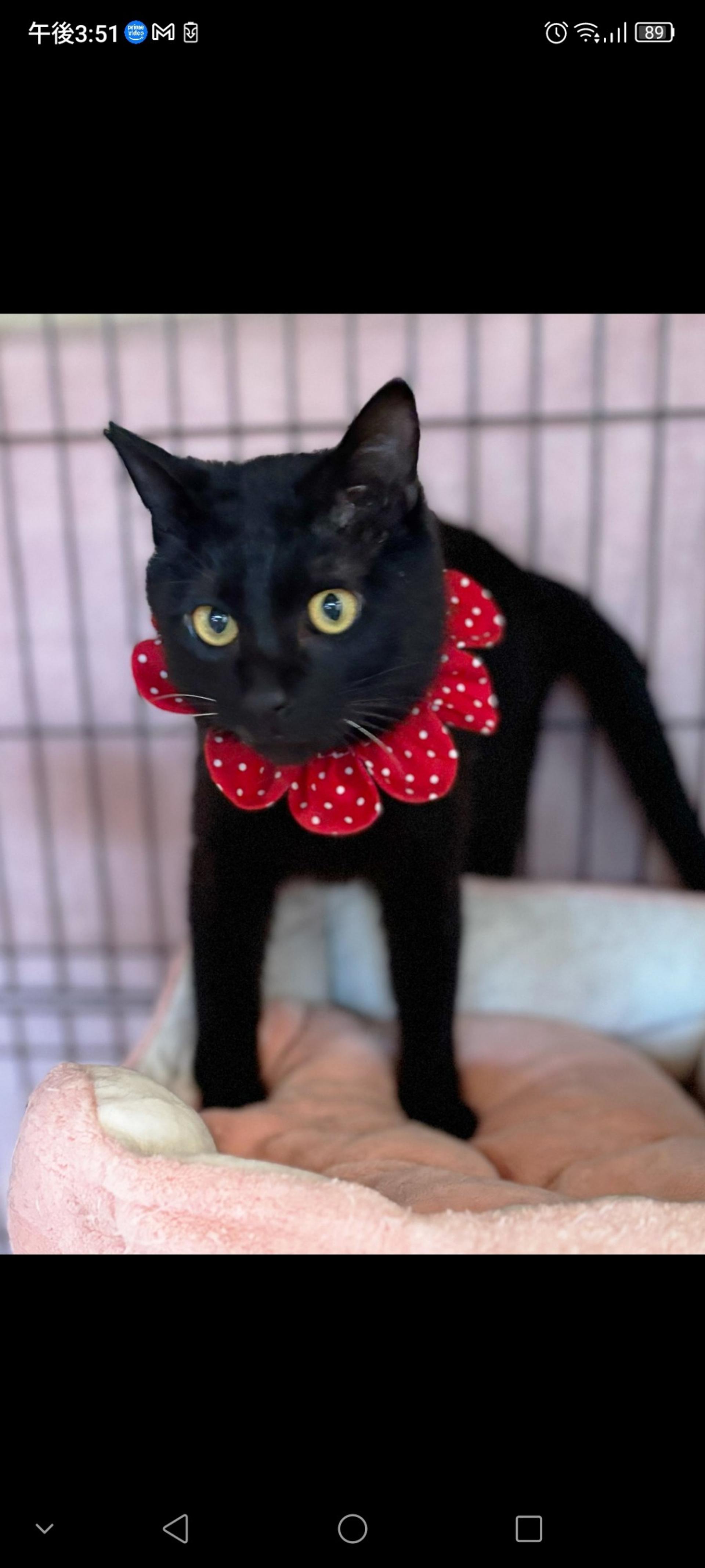 pet-image-3