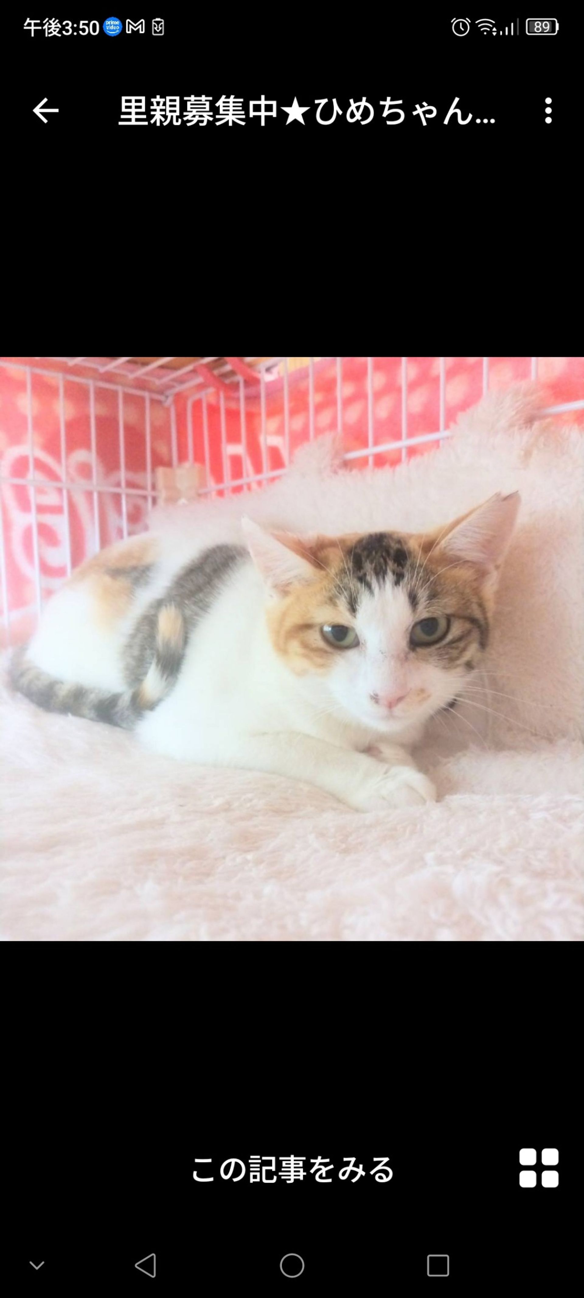 雑種（ミックス猫）・メスの里親募集の写真