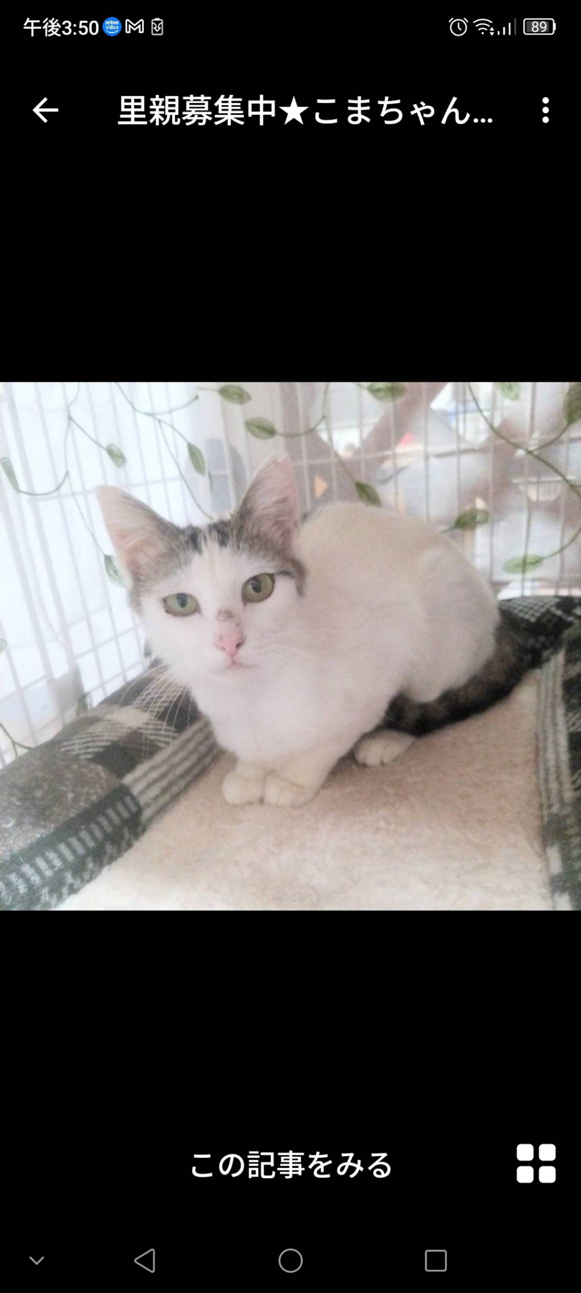 雑種（ミックス猫）・メスの里親募集の写真