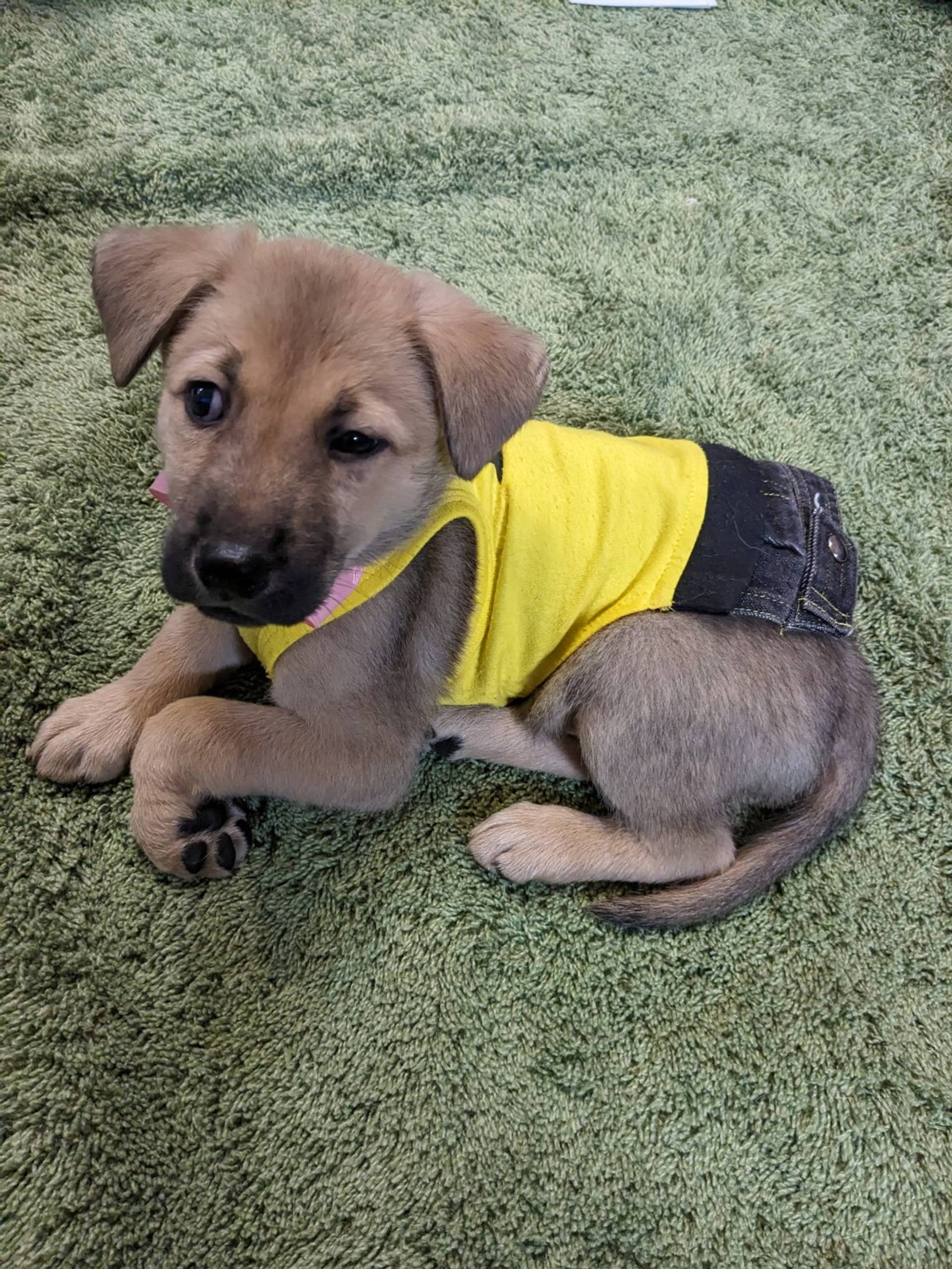 雑種（ミックス犬）・オスの里親募集の写真