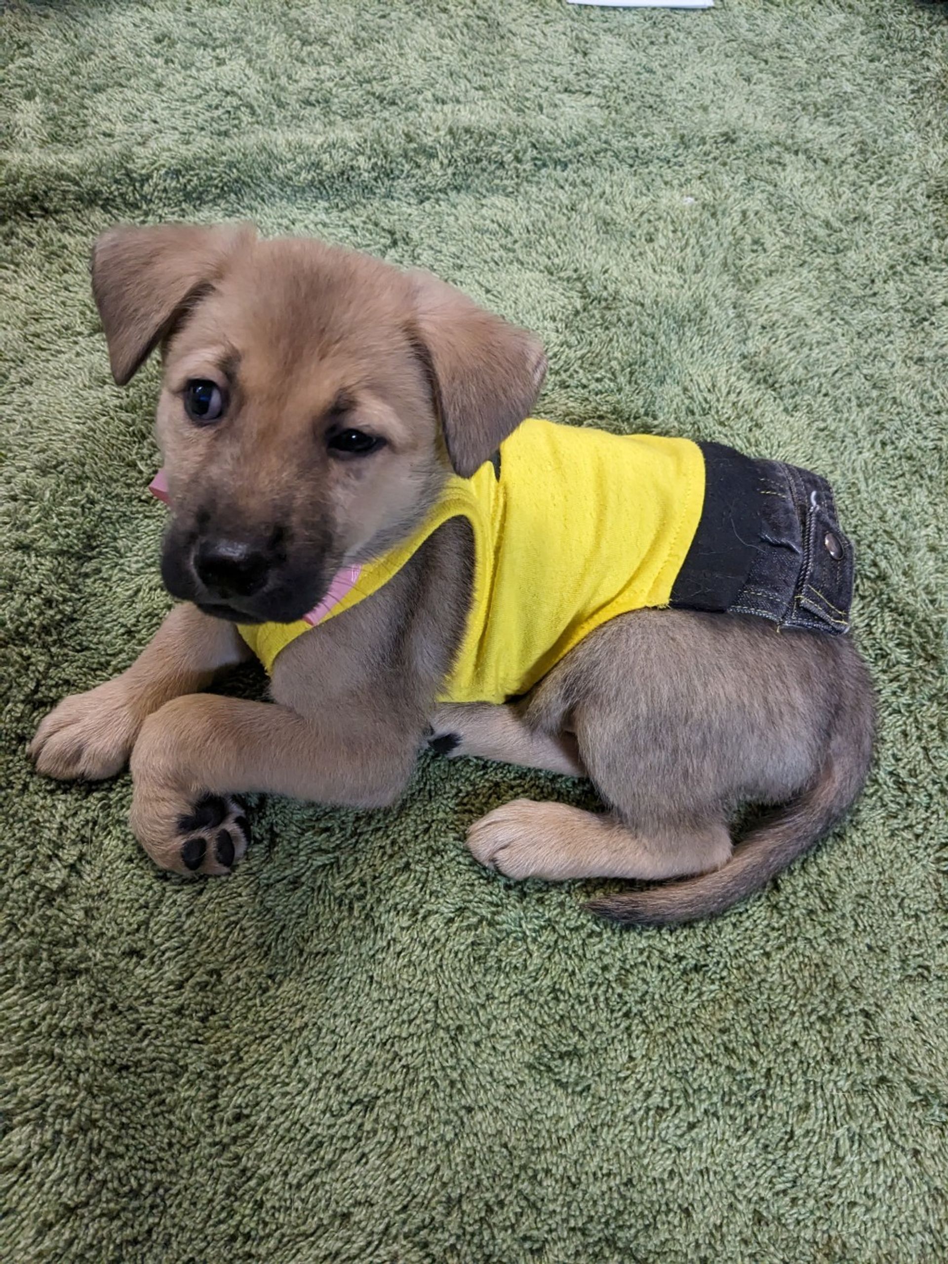 雑種（ミックス犬）・オスの里親募集の写真