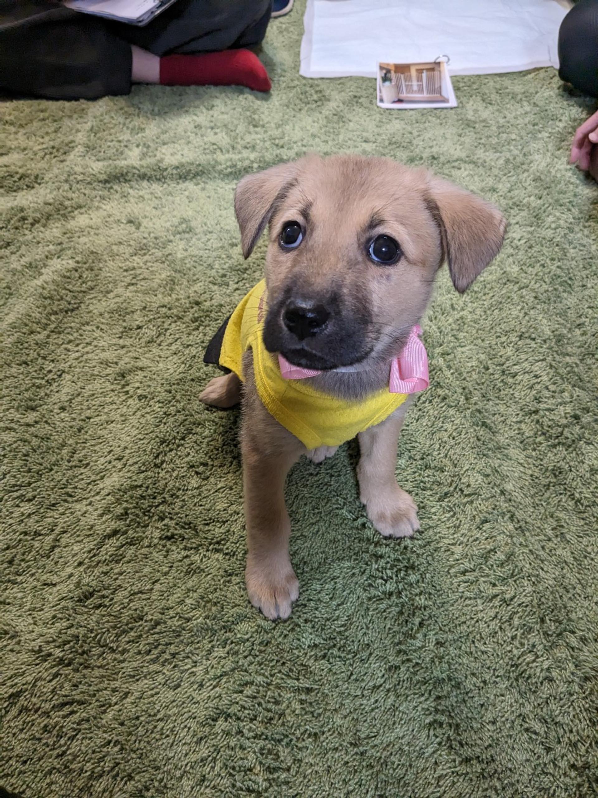 pet-image-2