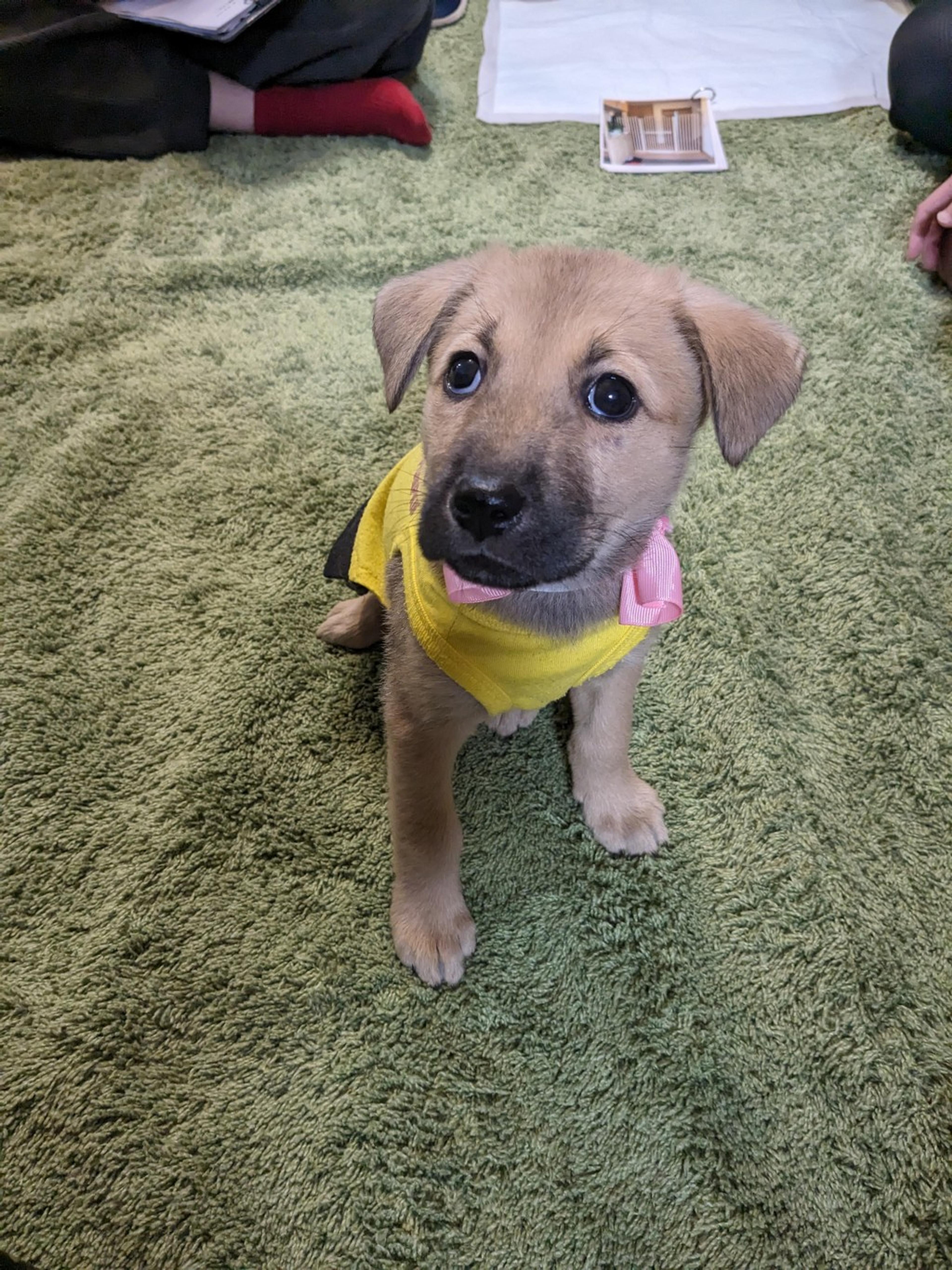pet-image-2