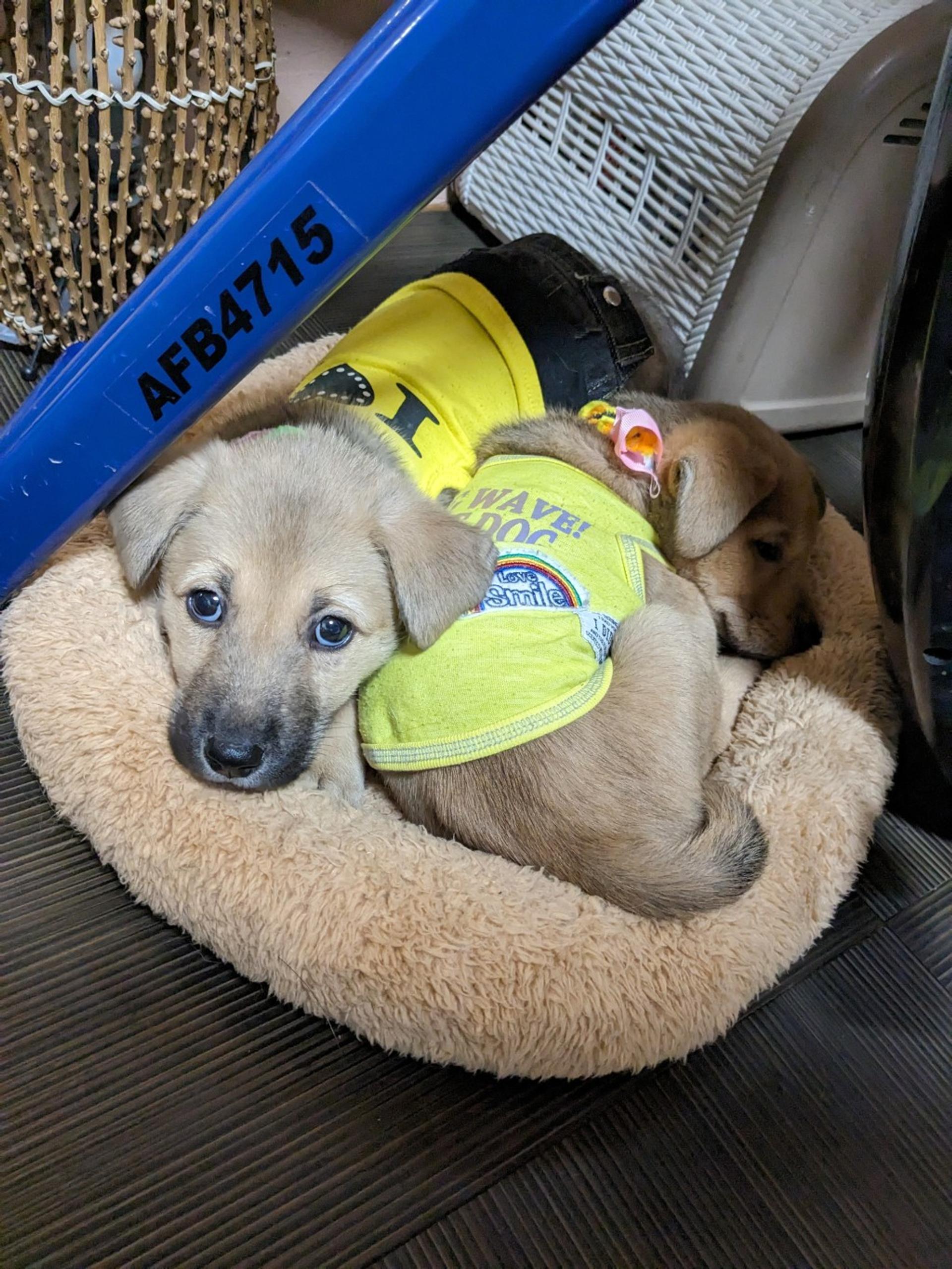 pet-image-3
