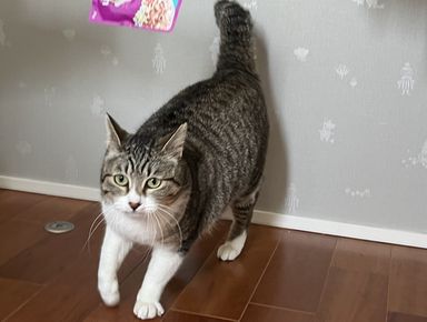 みーちゃん