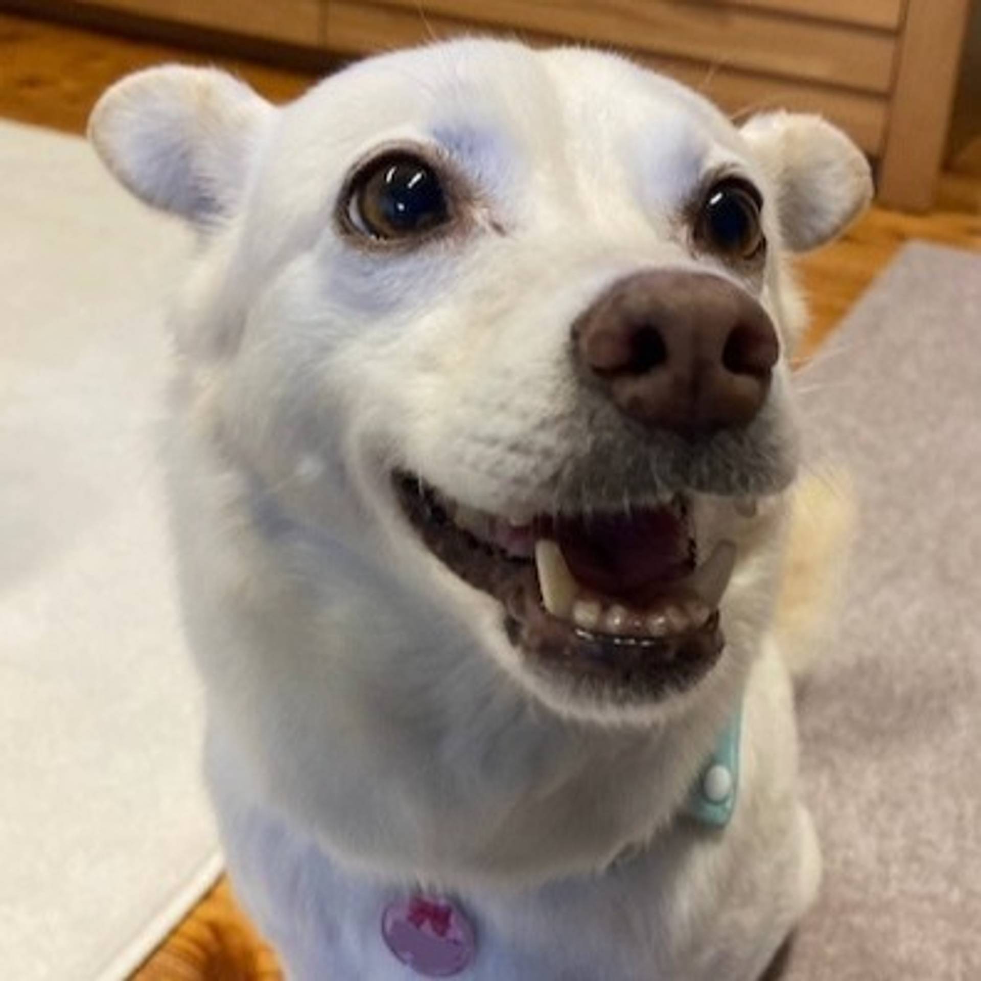 雑種（ミックス犬）・メスの里親募集の写真