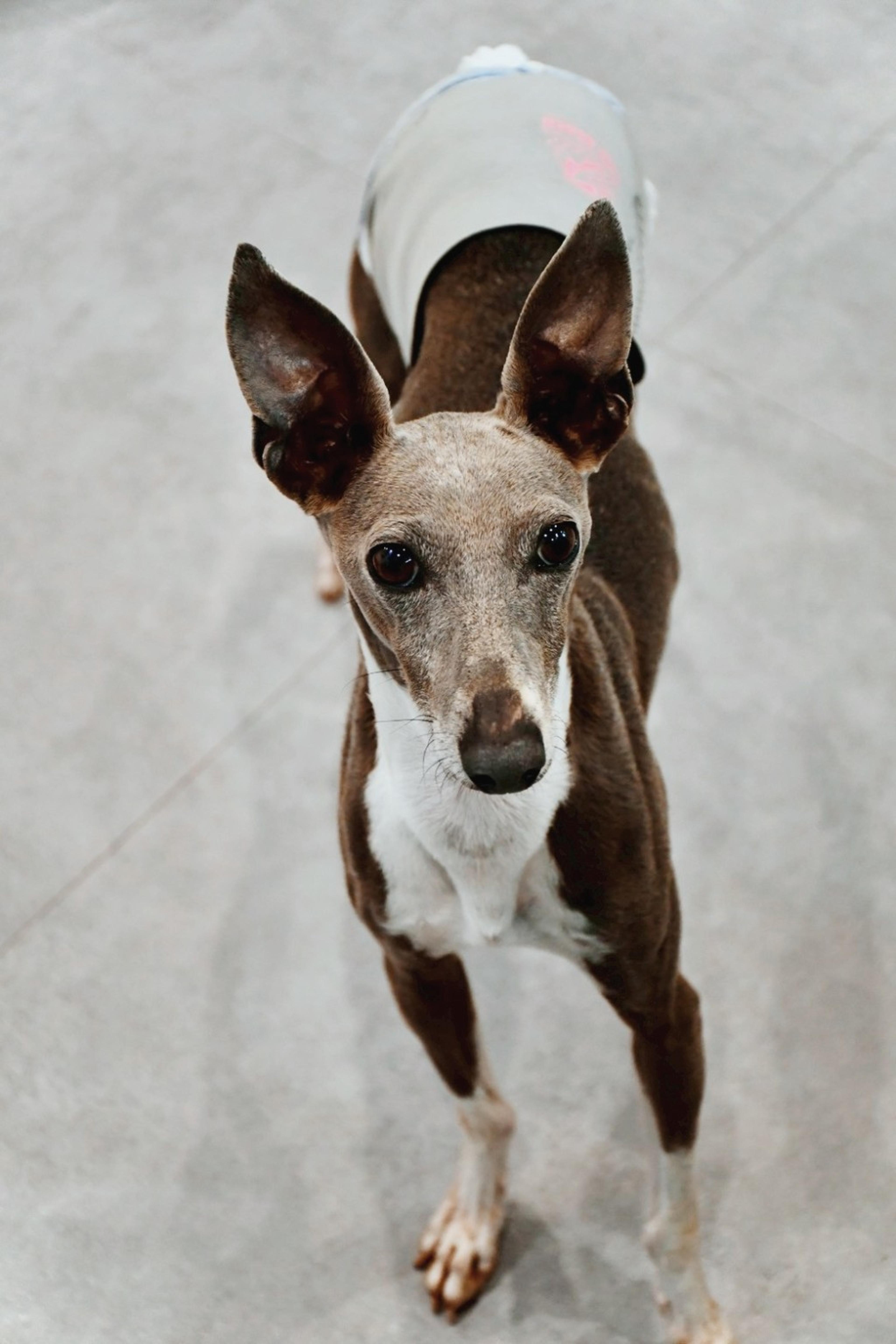 pet-image-2