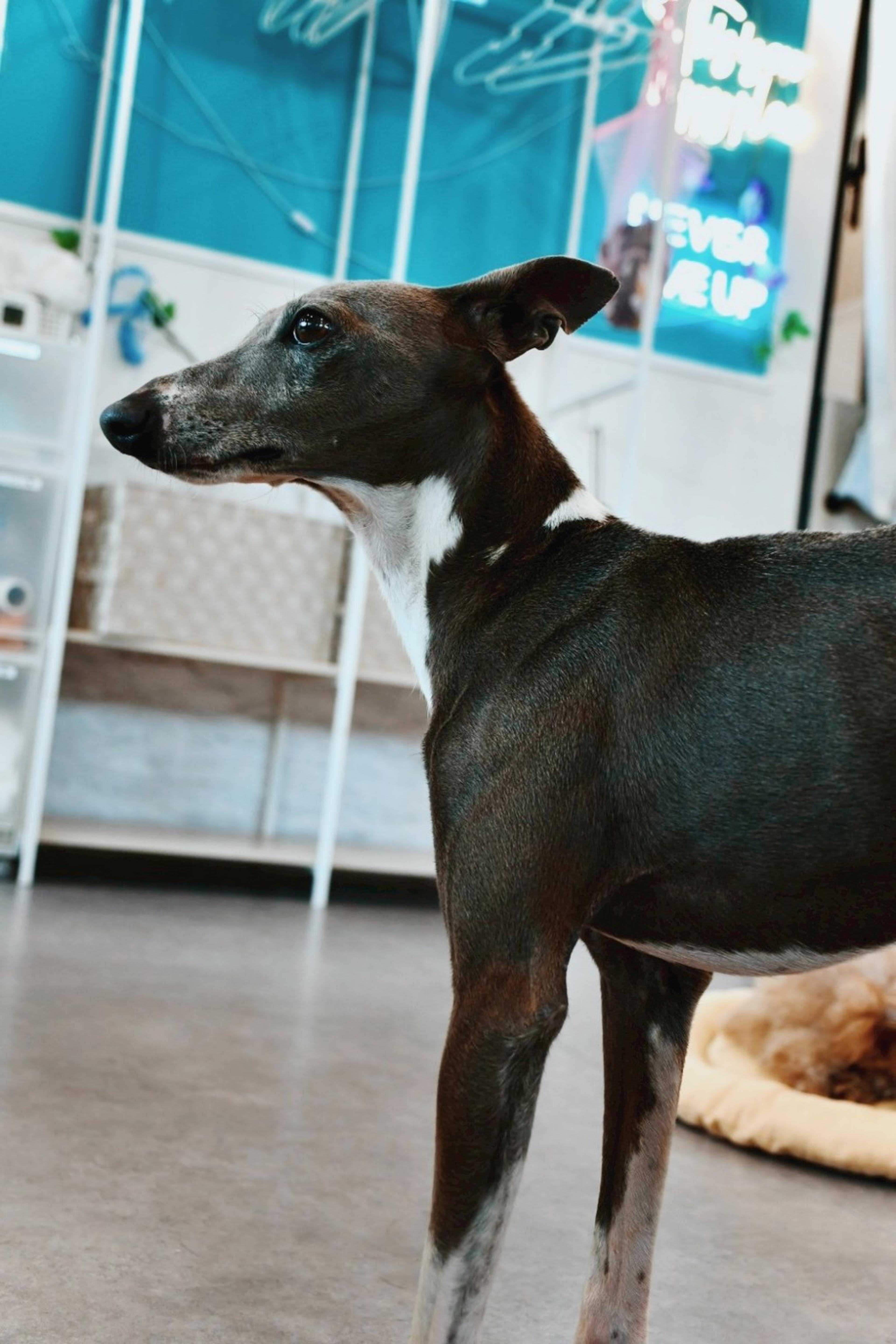 pet-image-4