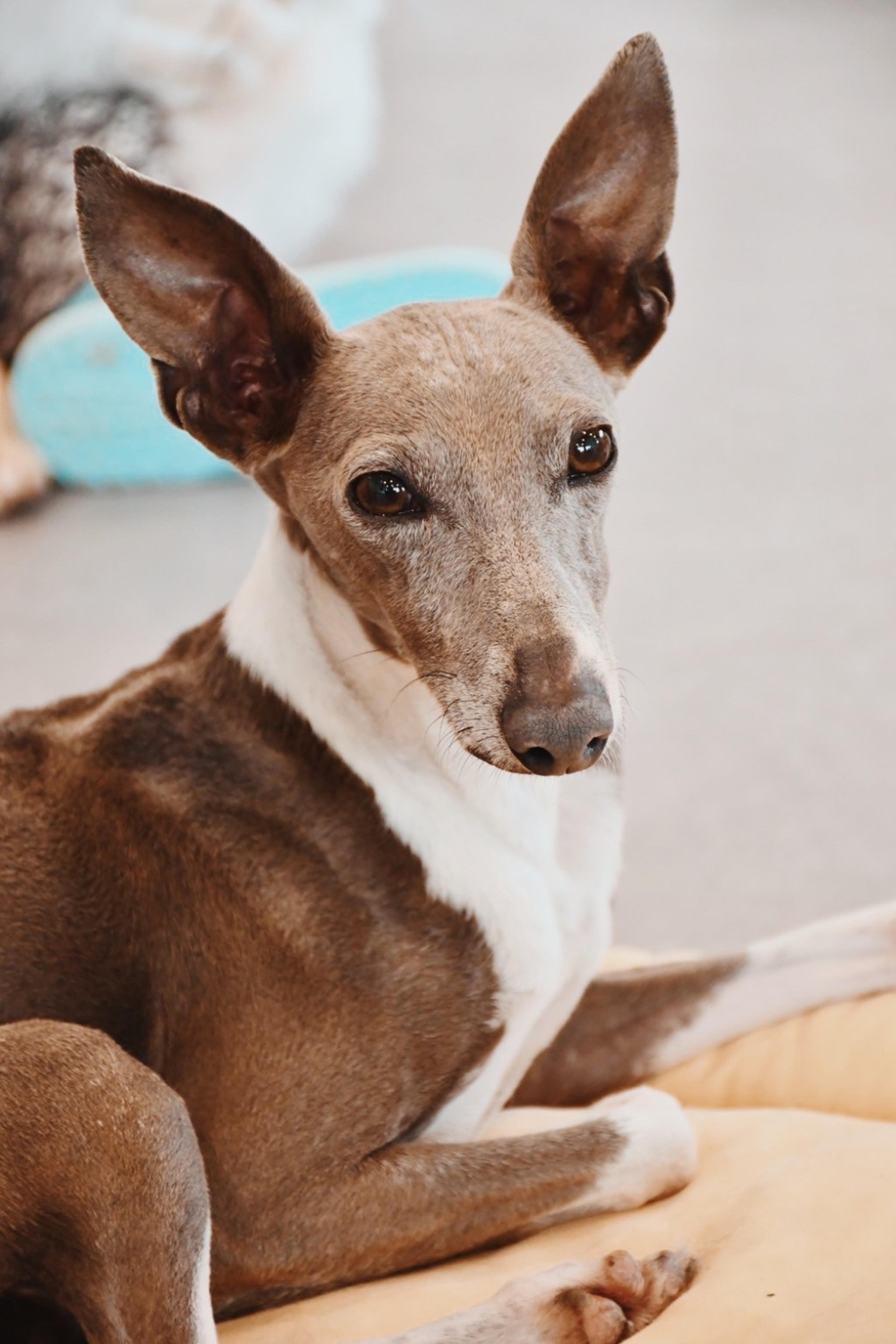 pet-image-5