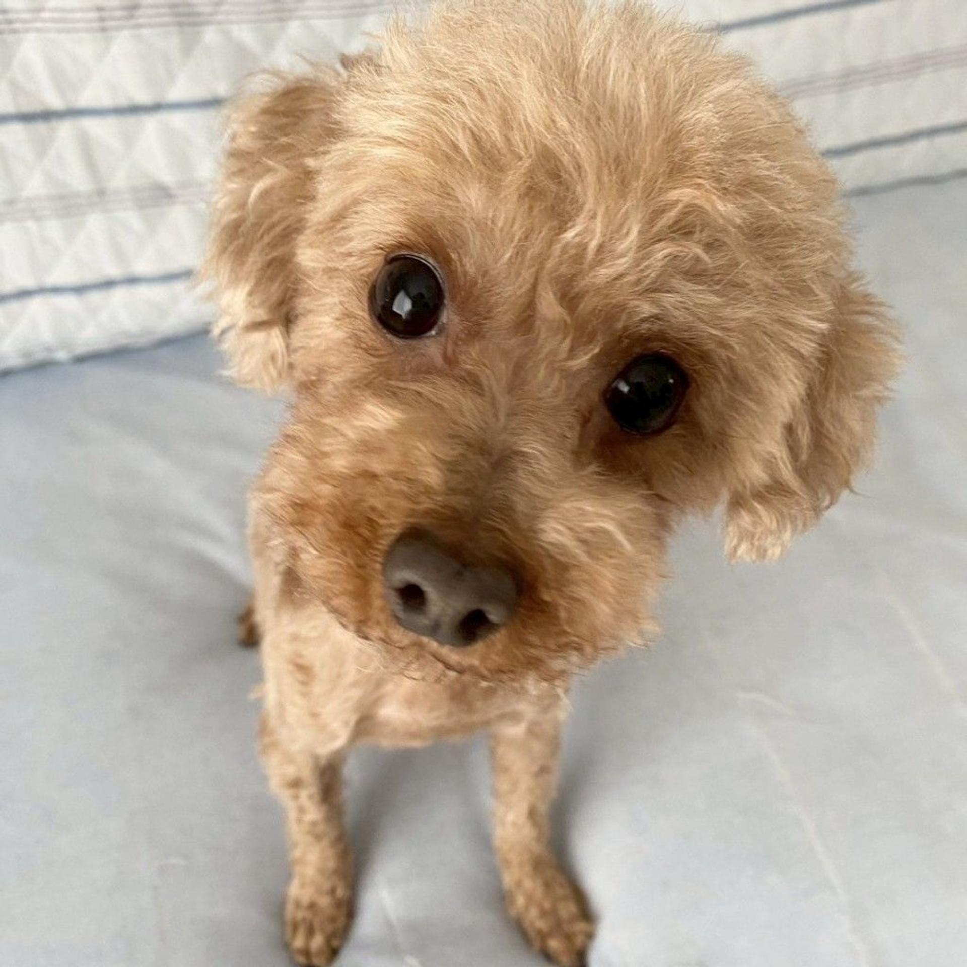 pet-image-7