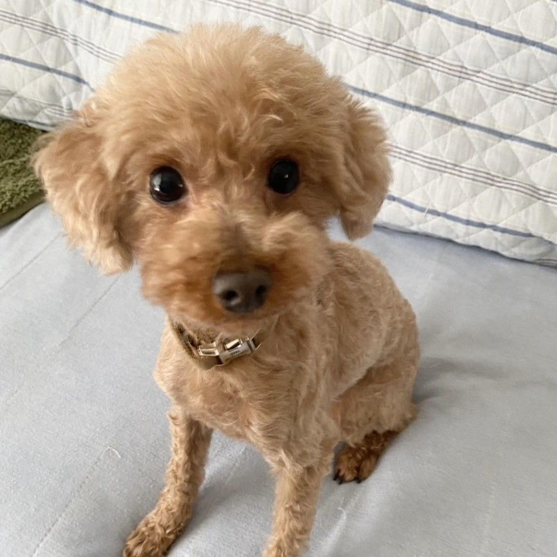 pet-image-5