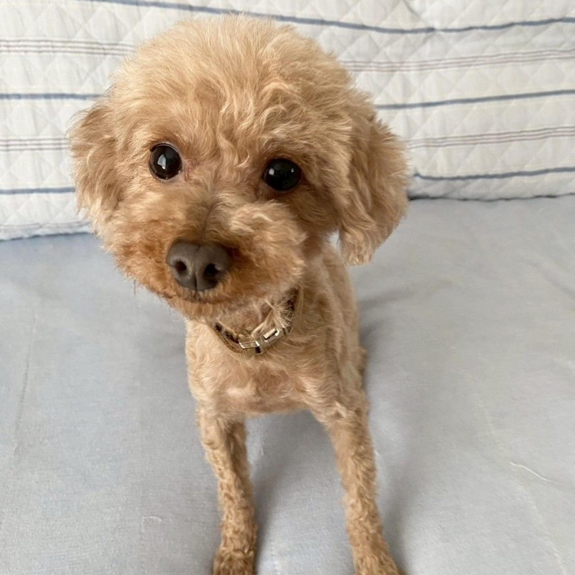 pet-image-4