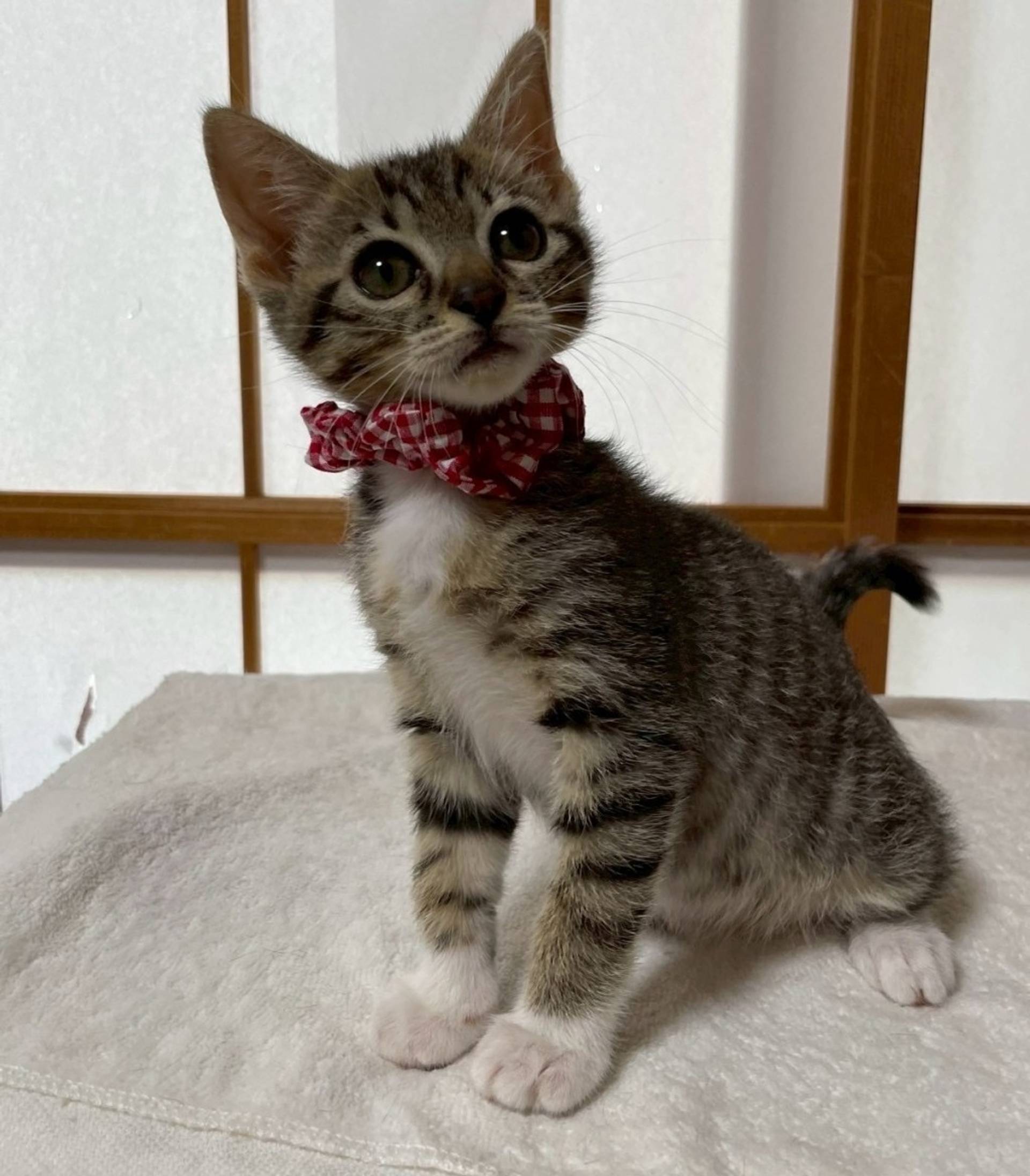 雑種（ミックス猫）・メスの里親募集の写真