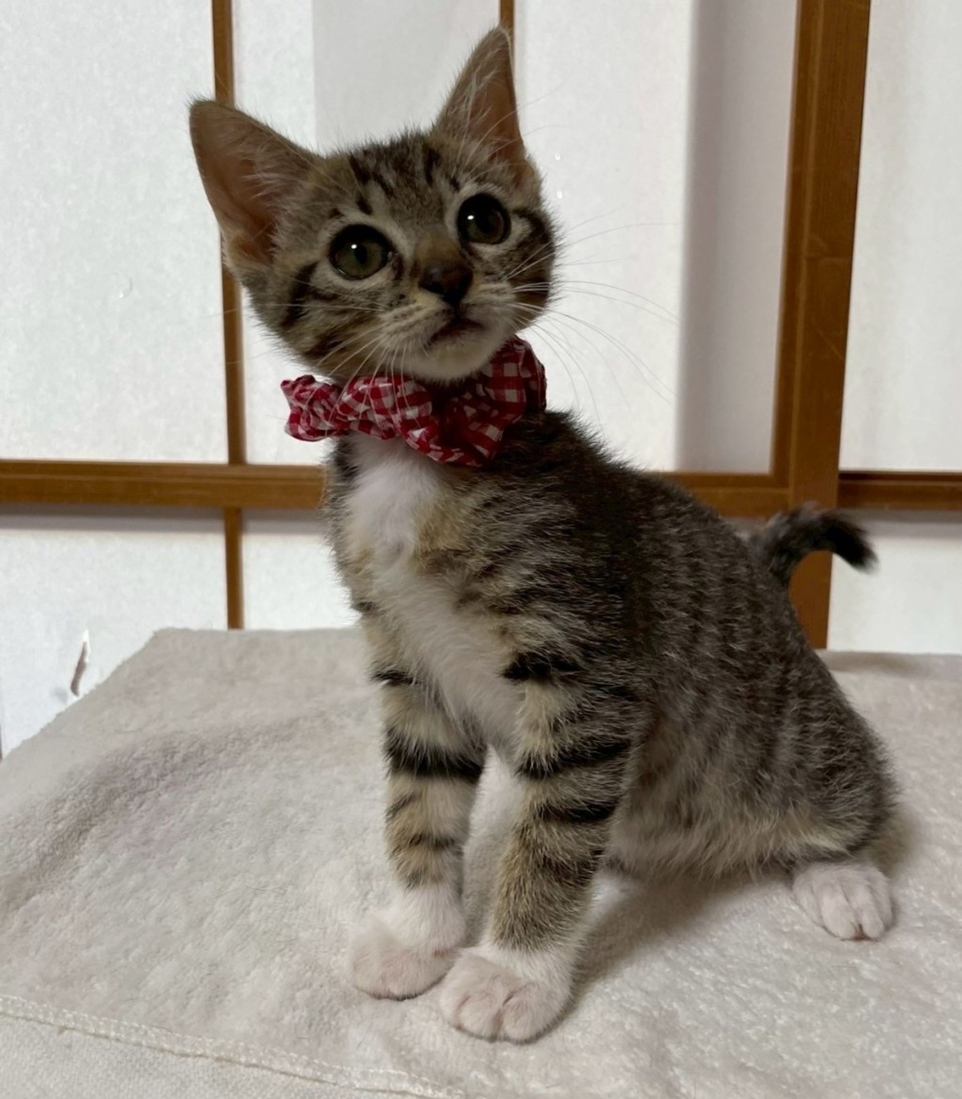雑種（ミックス猫）・メスの里親募集の写真