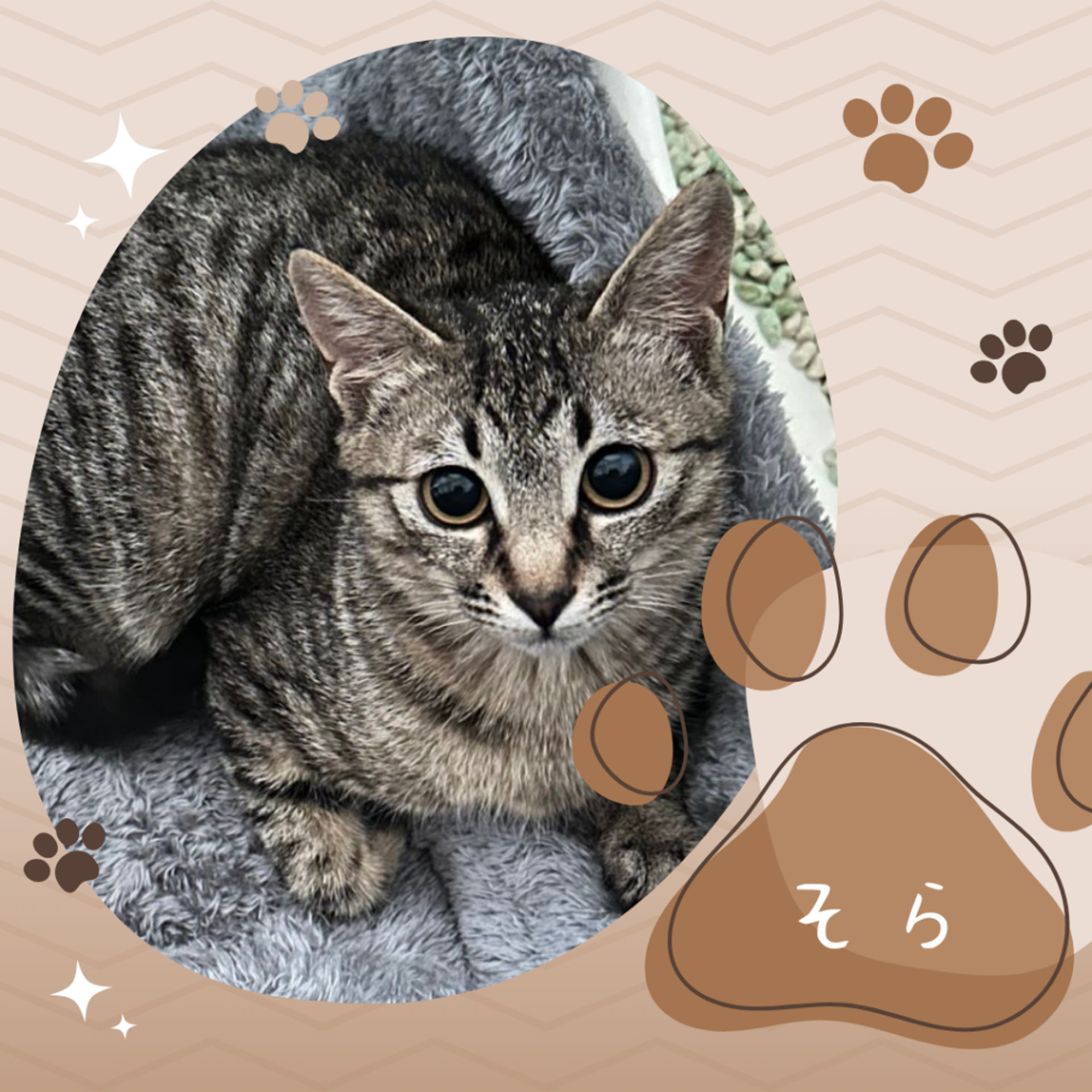 雑種（ミックス猫）・メスの里親募集の写真