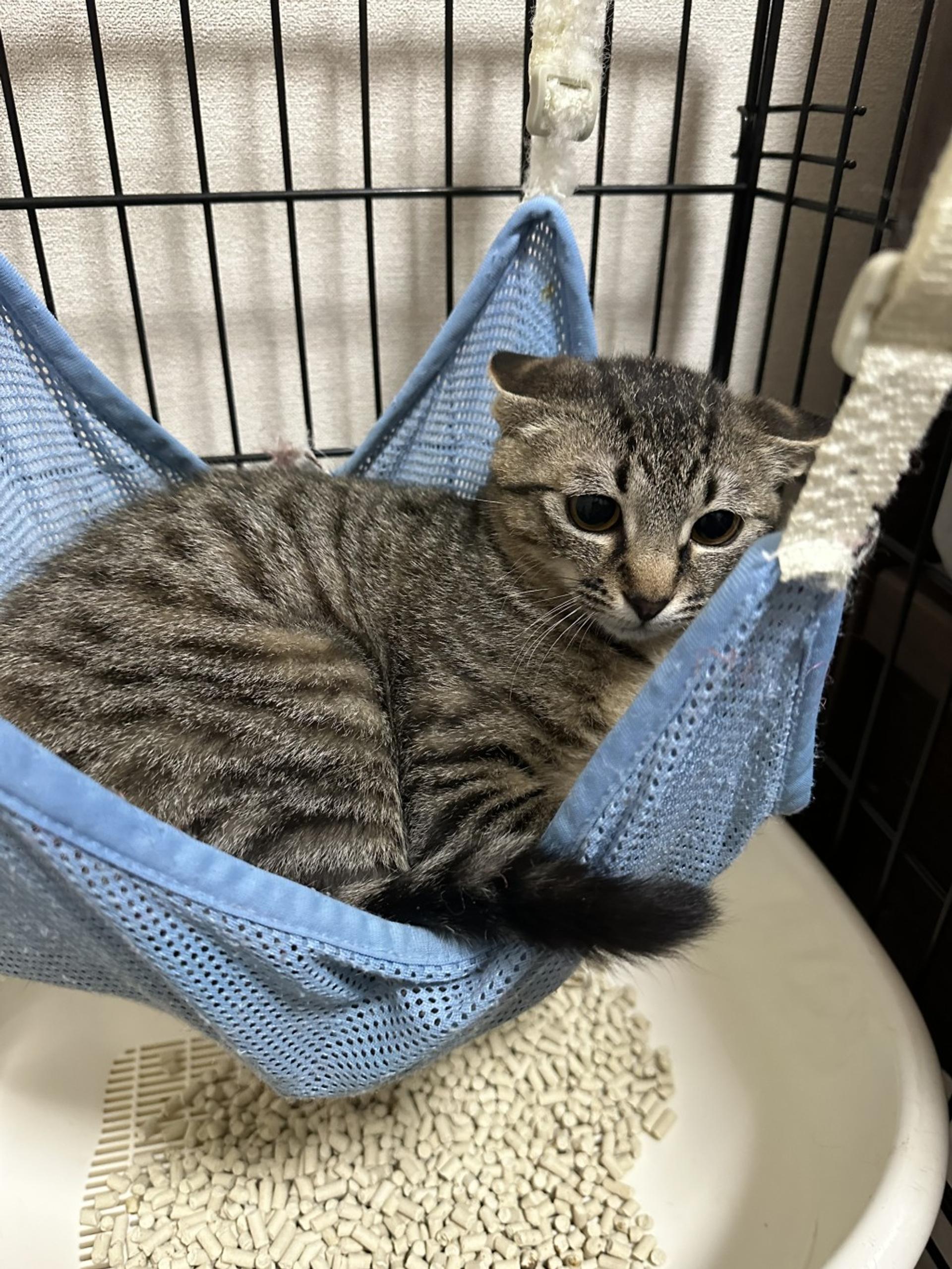 pet-image-2