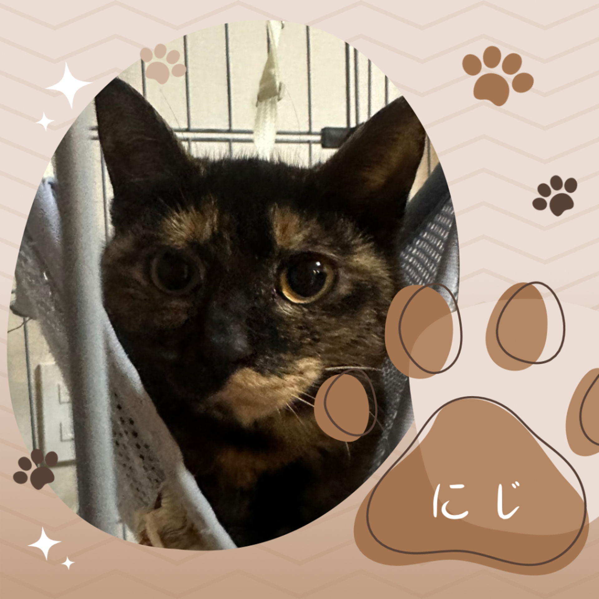 雑種（ミックス猫）・メスの里親募集の写真