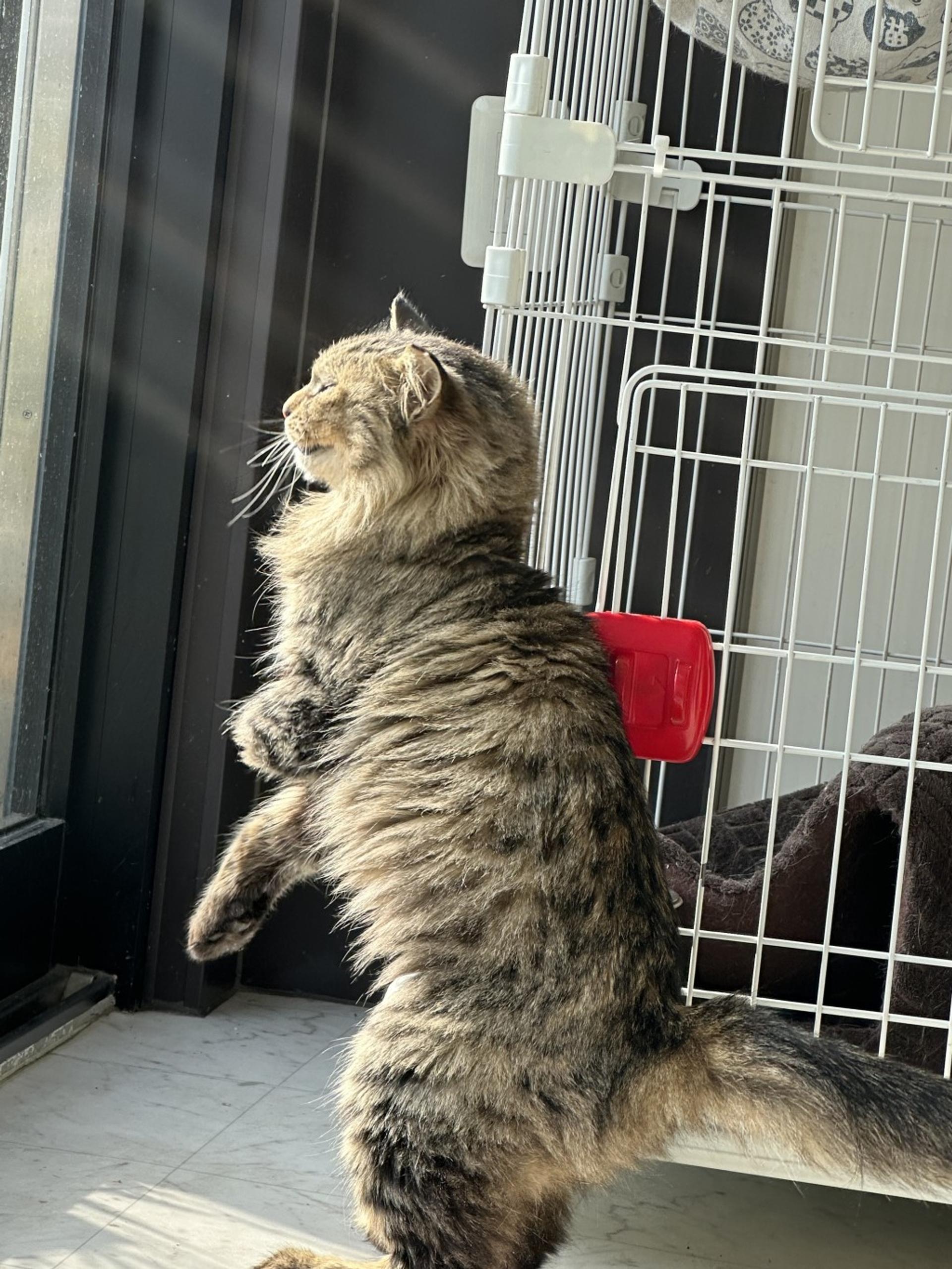 pet-image-3