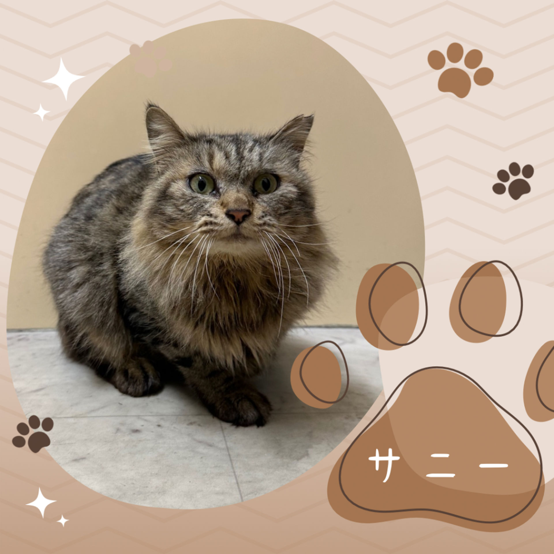 雑種（ミックス猫）・メスの里親募集の写真