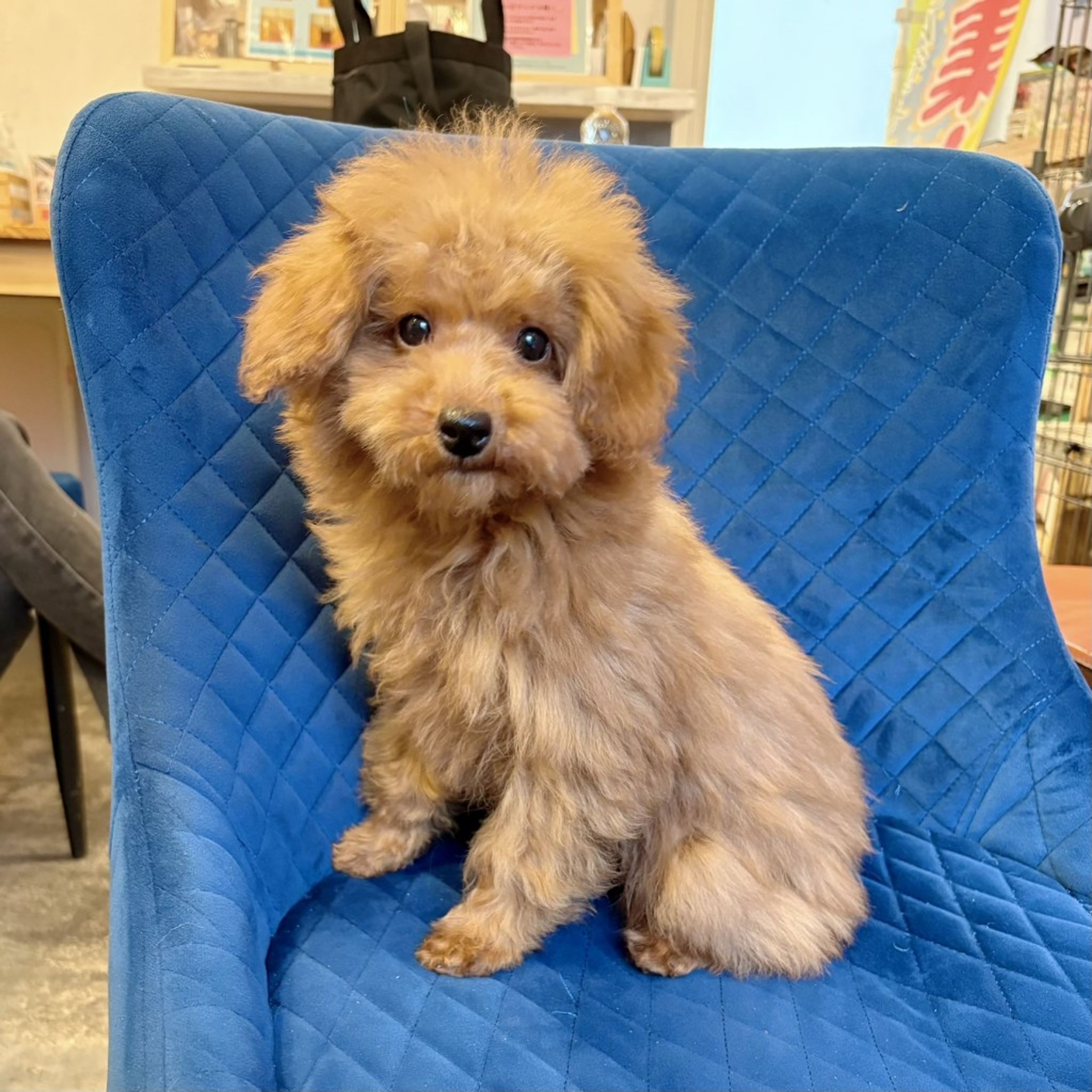 pet-image-3