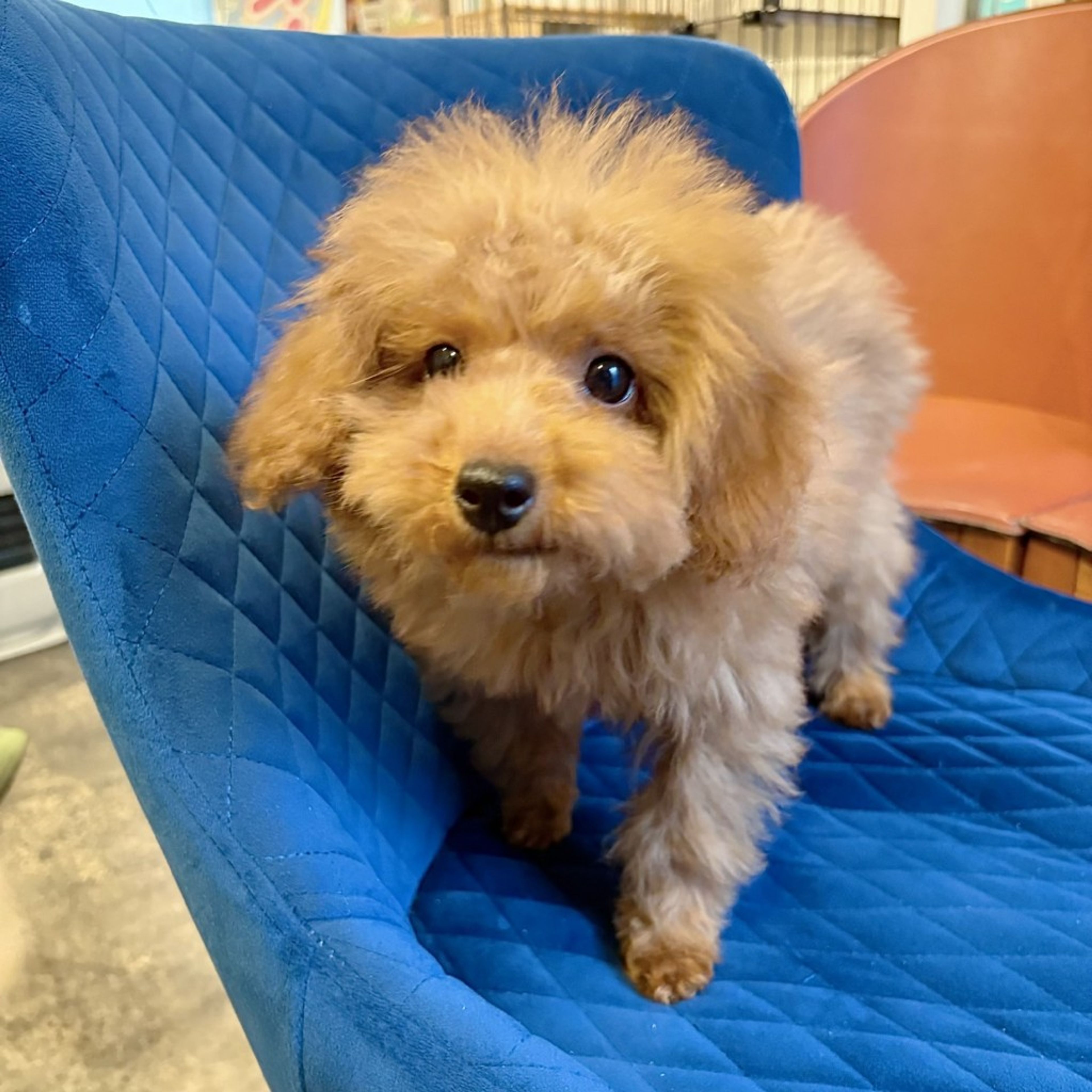 pet-image-4
