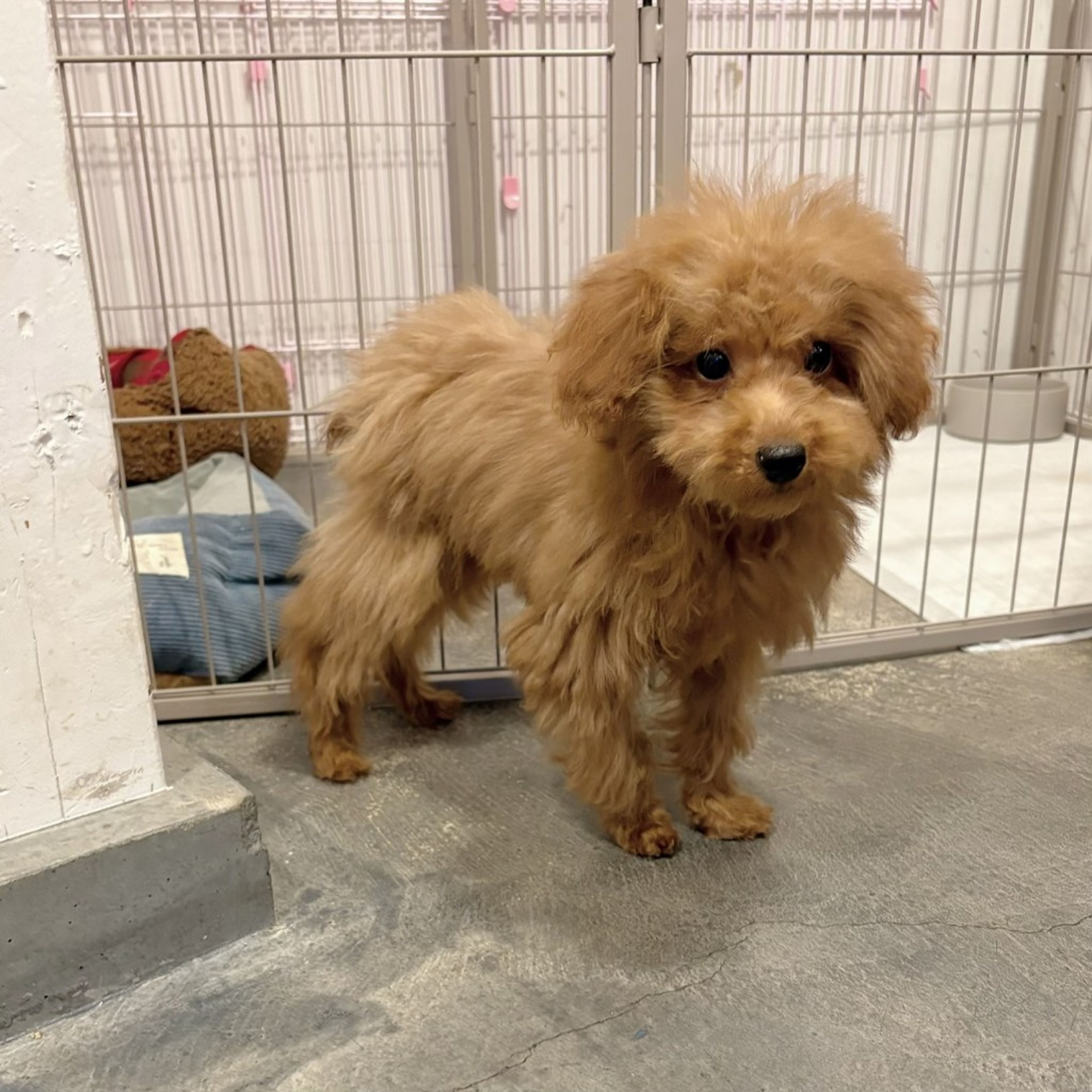 pet-image-5