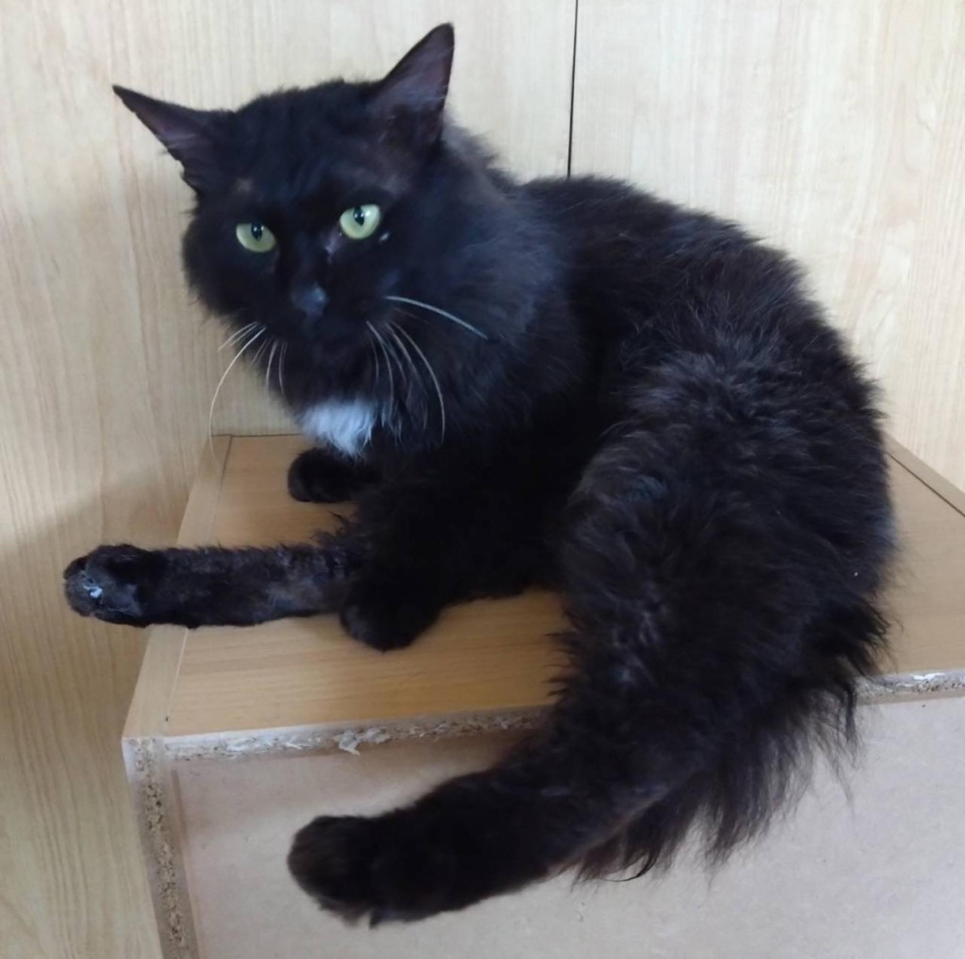 pet-image-5