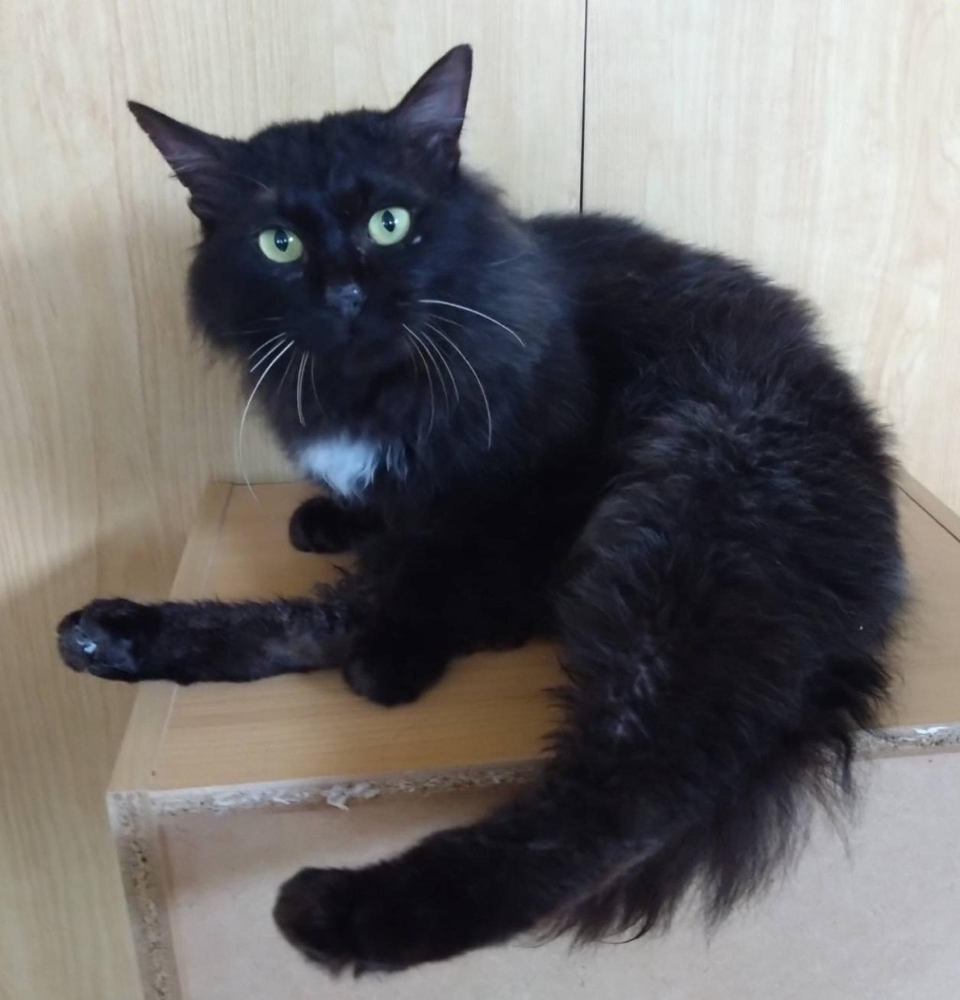pet-image-3